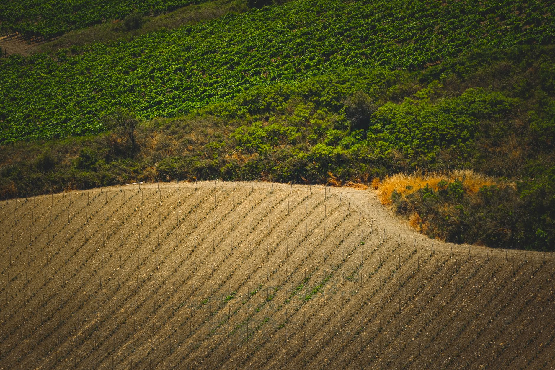 Aerial view showcasing verdant and dry farmland, highlighting agricultural patterns.