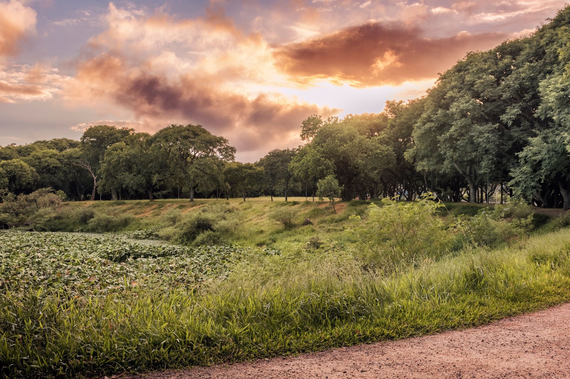 A serene landscape in Rio Grande do Sul, Brazil, with vibrant sunset over green fields and trees.