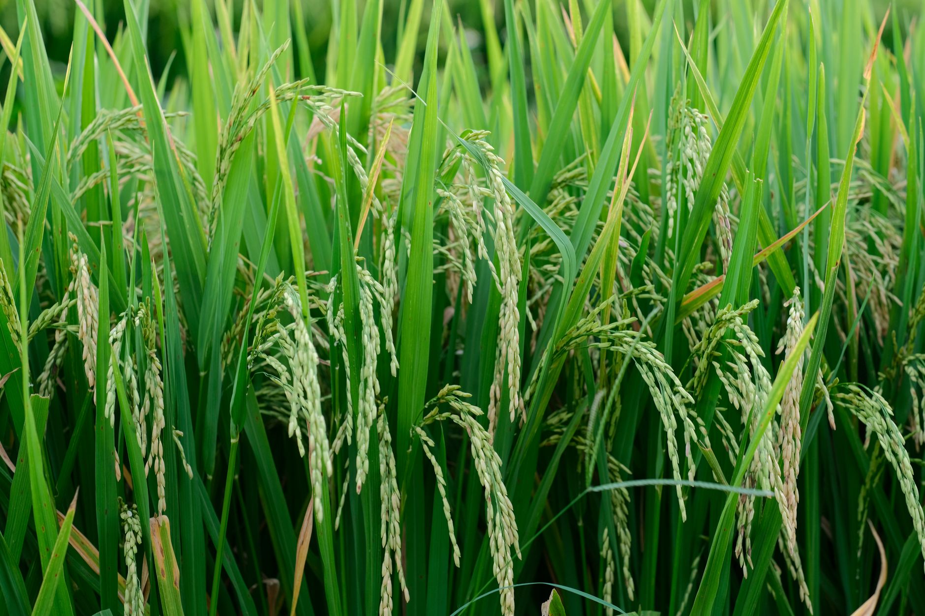 Close-up of a lush green rice field with ripening crop showcasing growth in a rural setting.