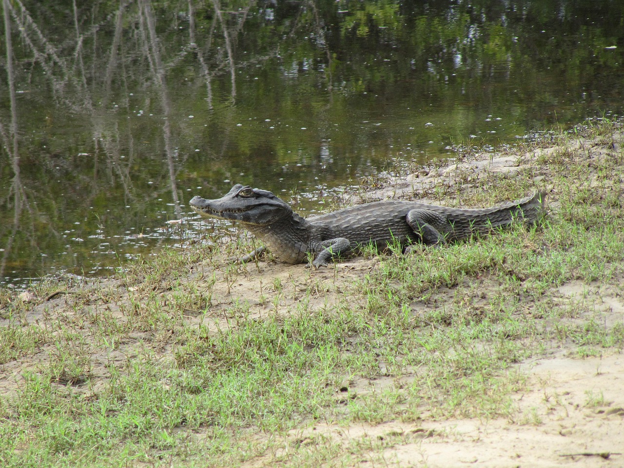 alligator, nature, brazil, mato grosso, swamp, animal, wild