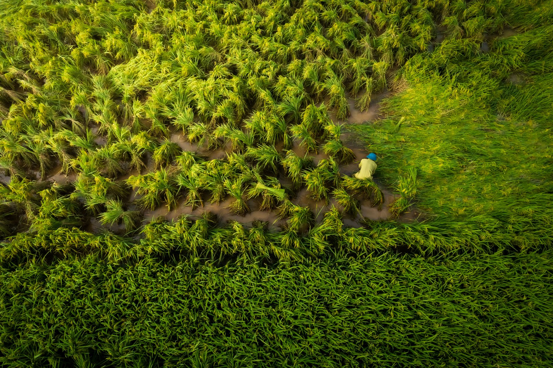 Aerial shot of a farmer working in a vibrant green rice field, displaying agricultural labor and lush nature.