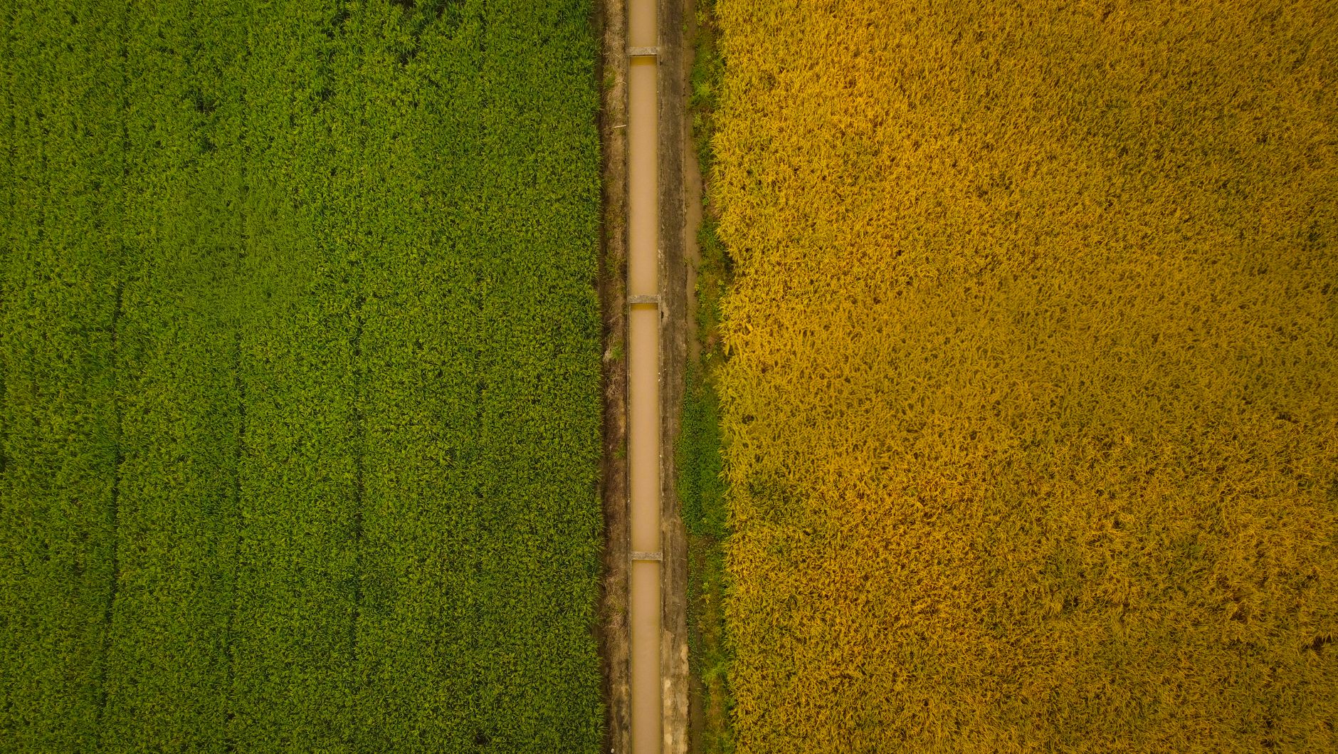 Aerial photo capturing the contrasting colors of green and yellow fields divided by a dirt road.
