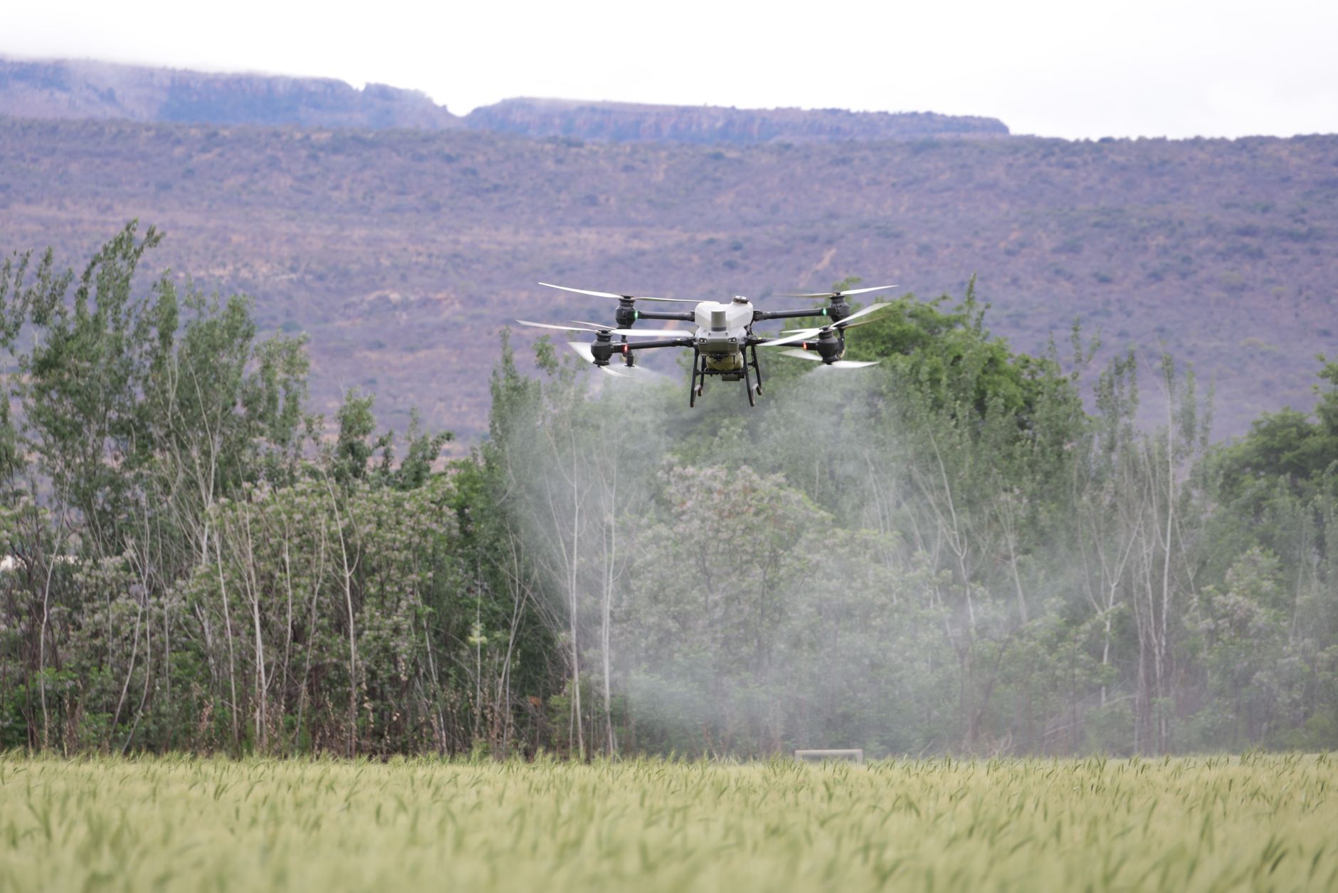Drone spraying pesticides over a green field, highlighting modern agricultural technology.