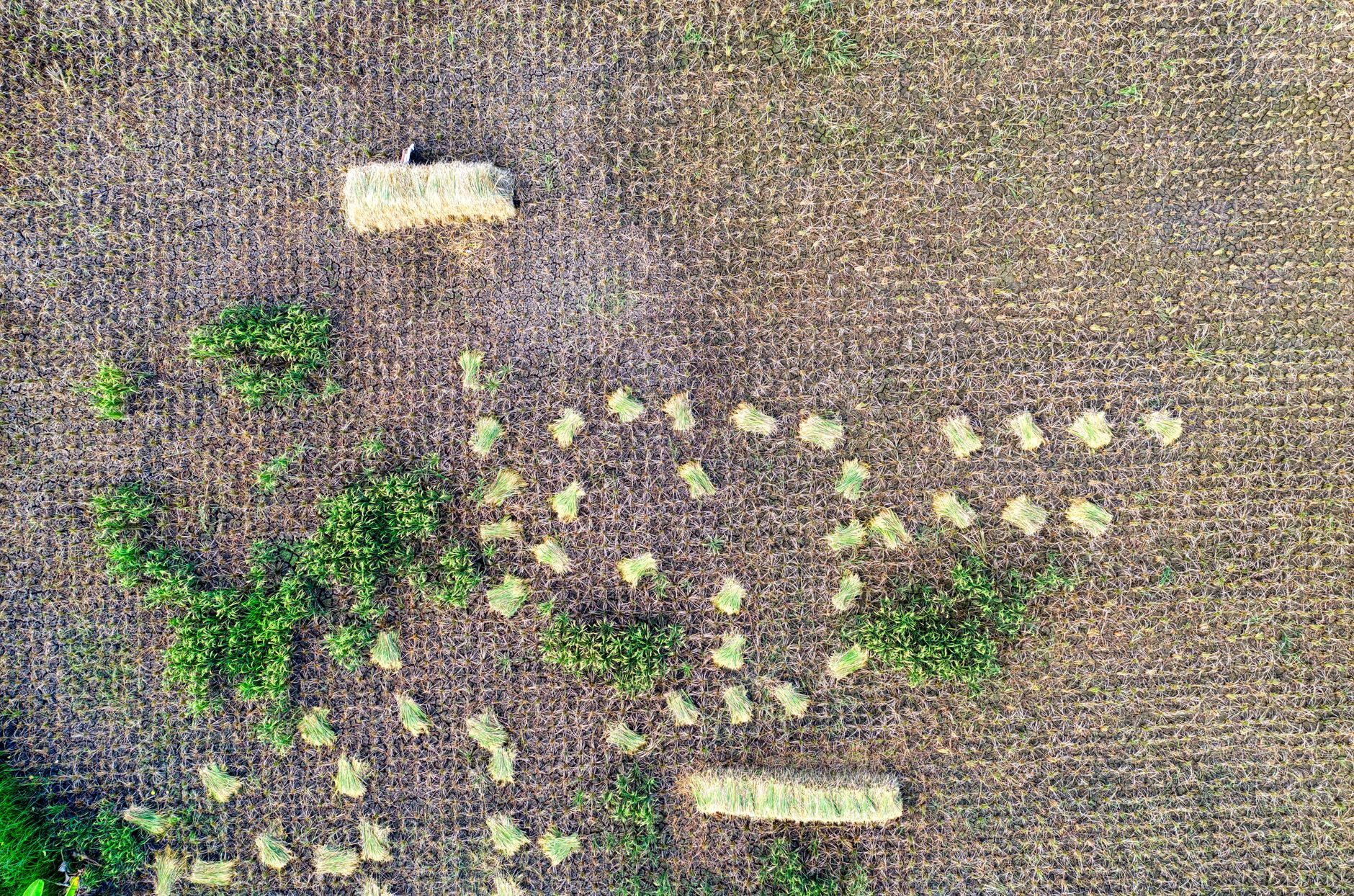 Top view of rice plantation with collected green plant placed on ground in agricultural farm in suburb area during harvesting season