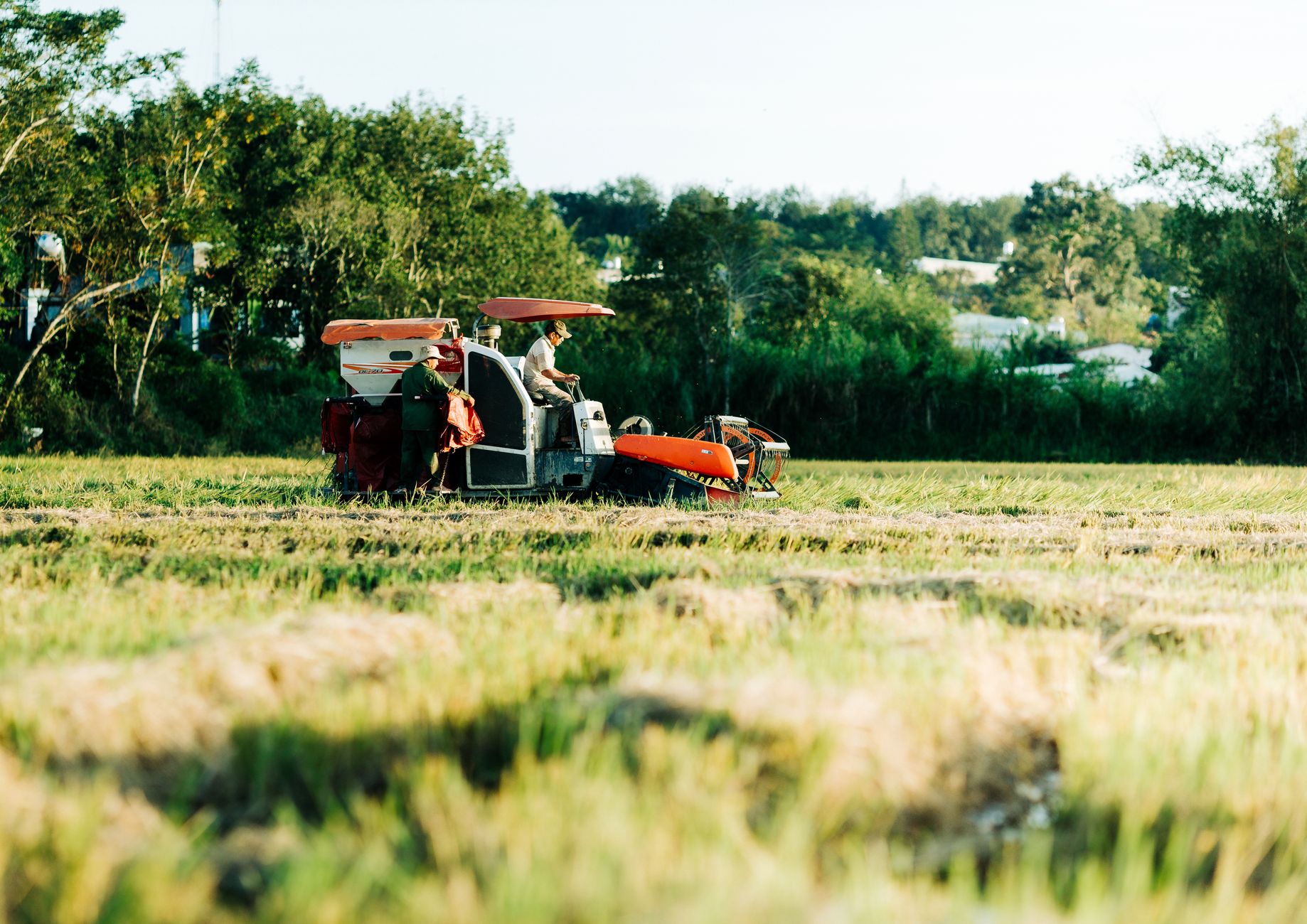 Farmer using a tractor in a lush rice field under clear skies in Kon Tum, Vietnam.