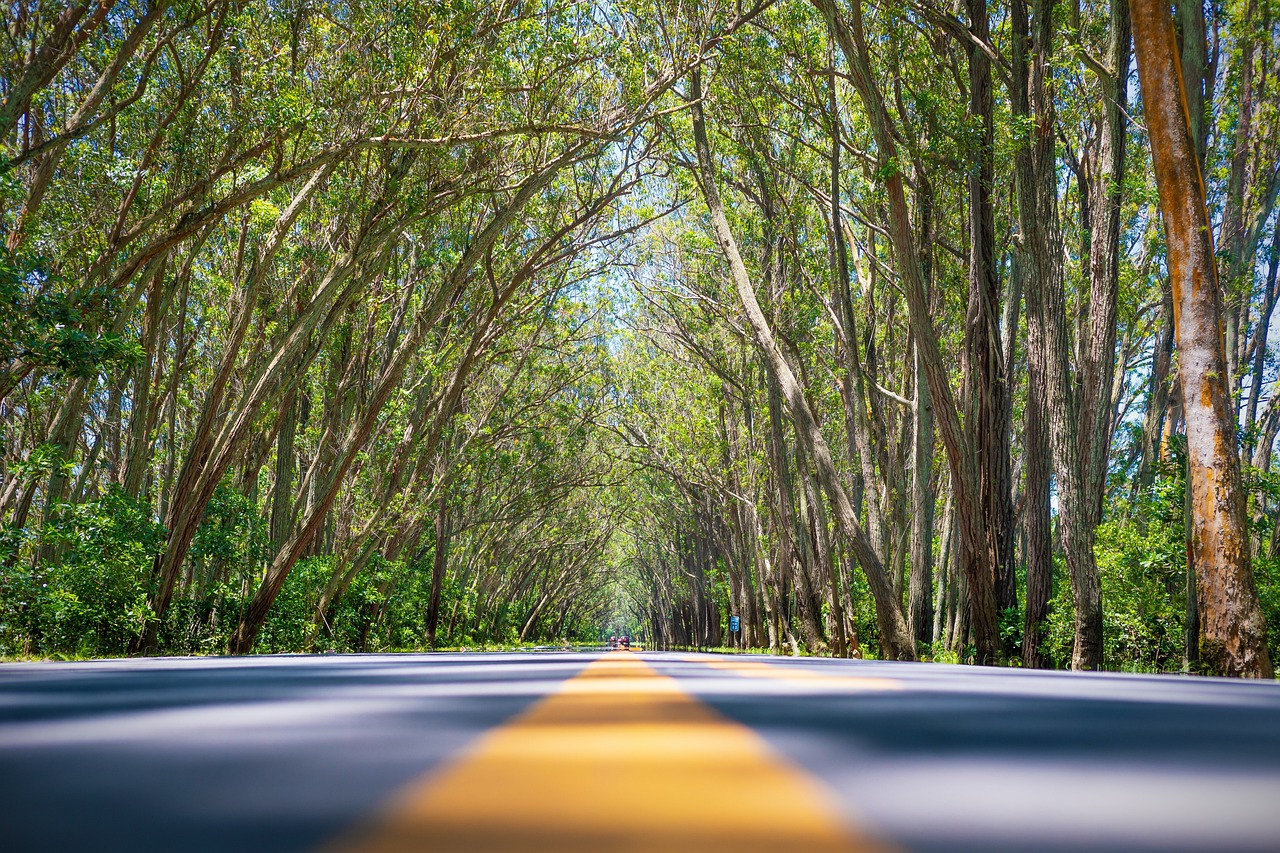 green tunnel, balneário pinhal, nature, god, tunnel, green, natural, tree, creation, eucalyptus, rio grande do sul, brazil, rs 040, the magisterium, pine forest, plant, landscape