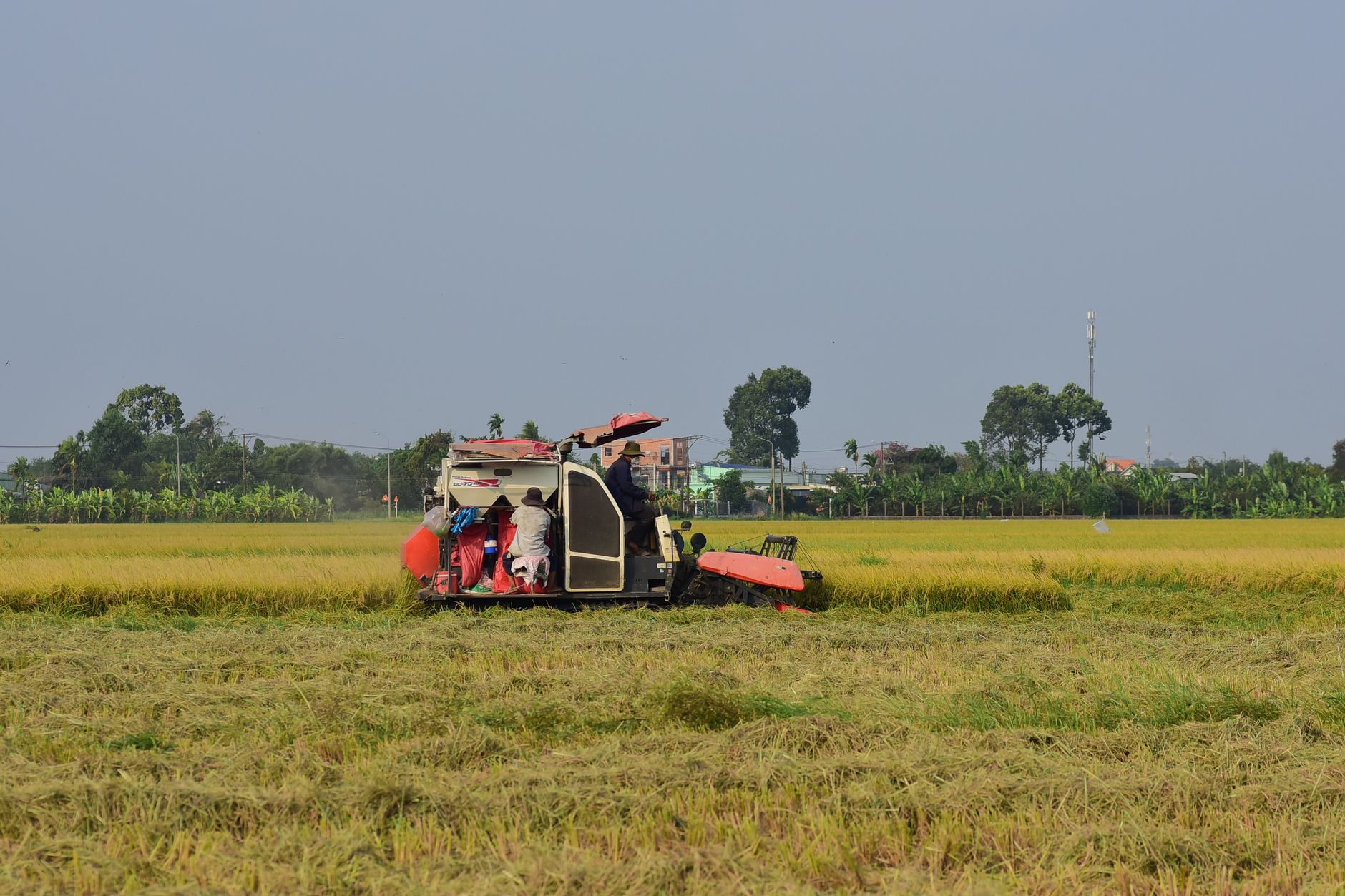 Combine harvester in a rural field reaping golden rice on a sunny day.