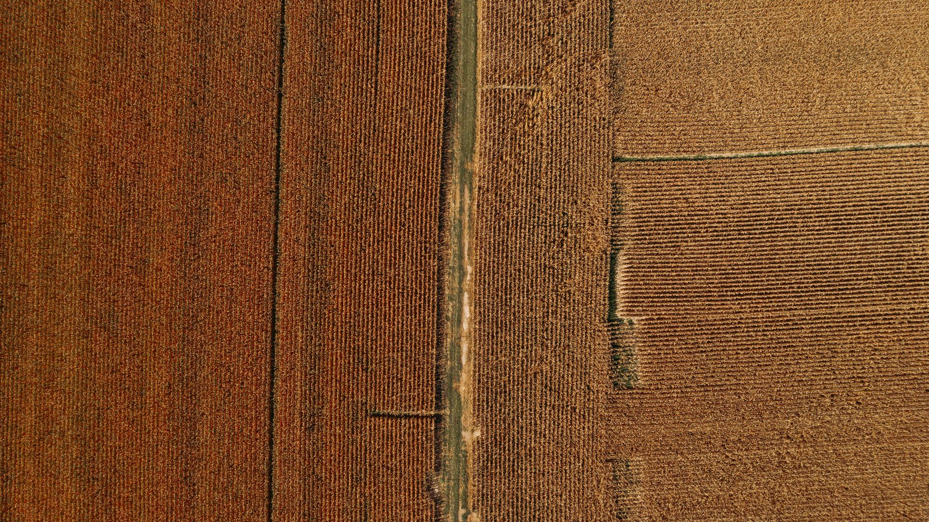 Drone top view of narrow path through brown fertile agricultural fields after collecting harvest in farmland