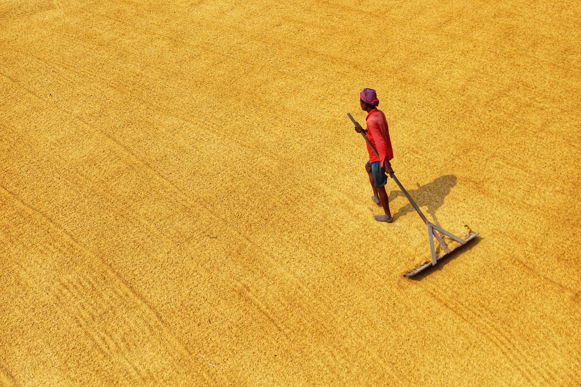 Indian farmer in vibrant attire rakes grains during a sunny harvest day.