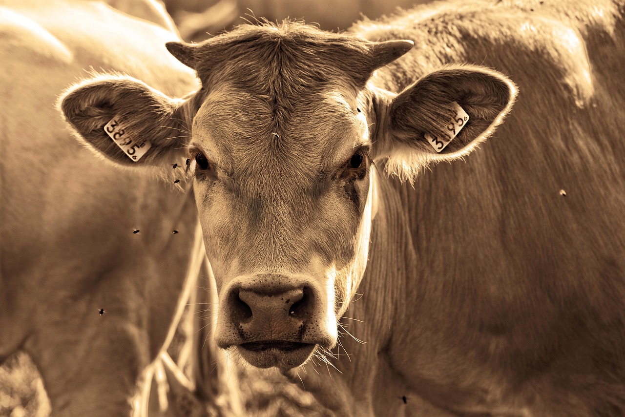 cow, cattle, animal, horns, bovine, beef, livestock, mammal, farm, rural, agriculture, countryside, farm animal, pasture, ear tags, flies, nature, insects, sepia
