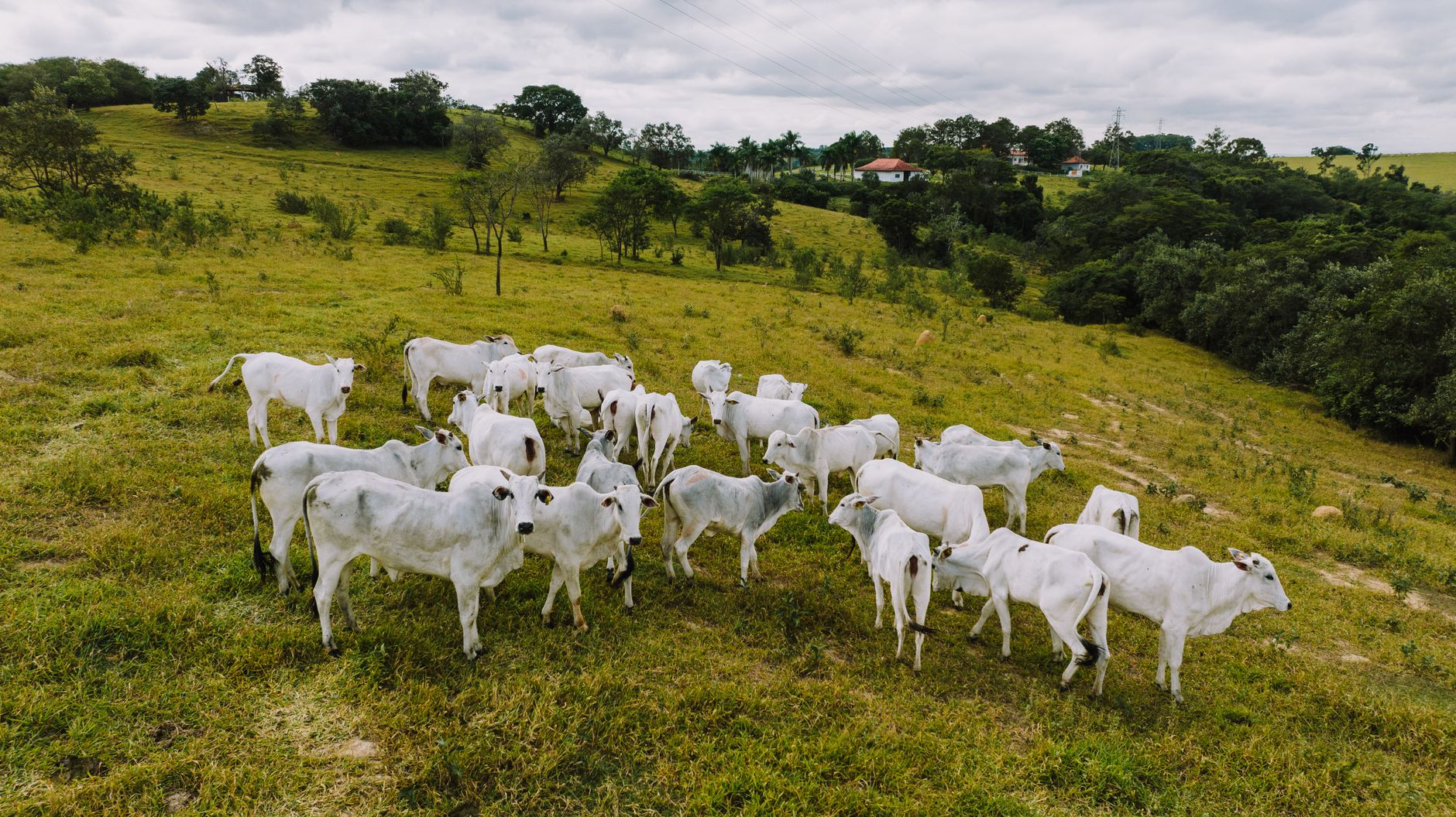 A group of white cattle grazing in a lush pasture in Porto Feliz, Brazil.
