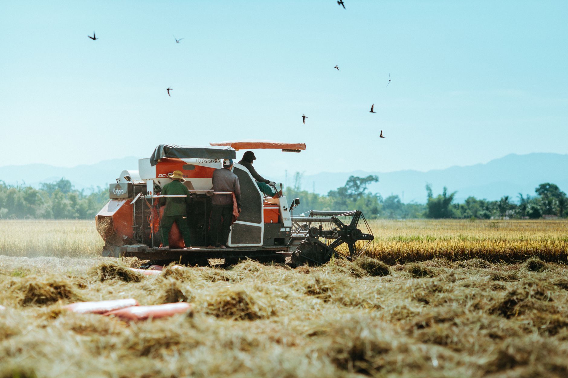 A modern harvester working in a rice field in Vietnam with birds flying above under a clear sky.