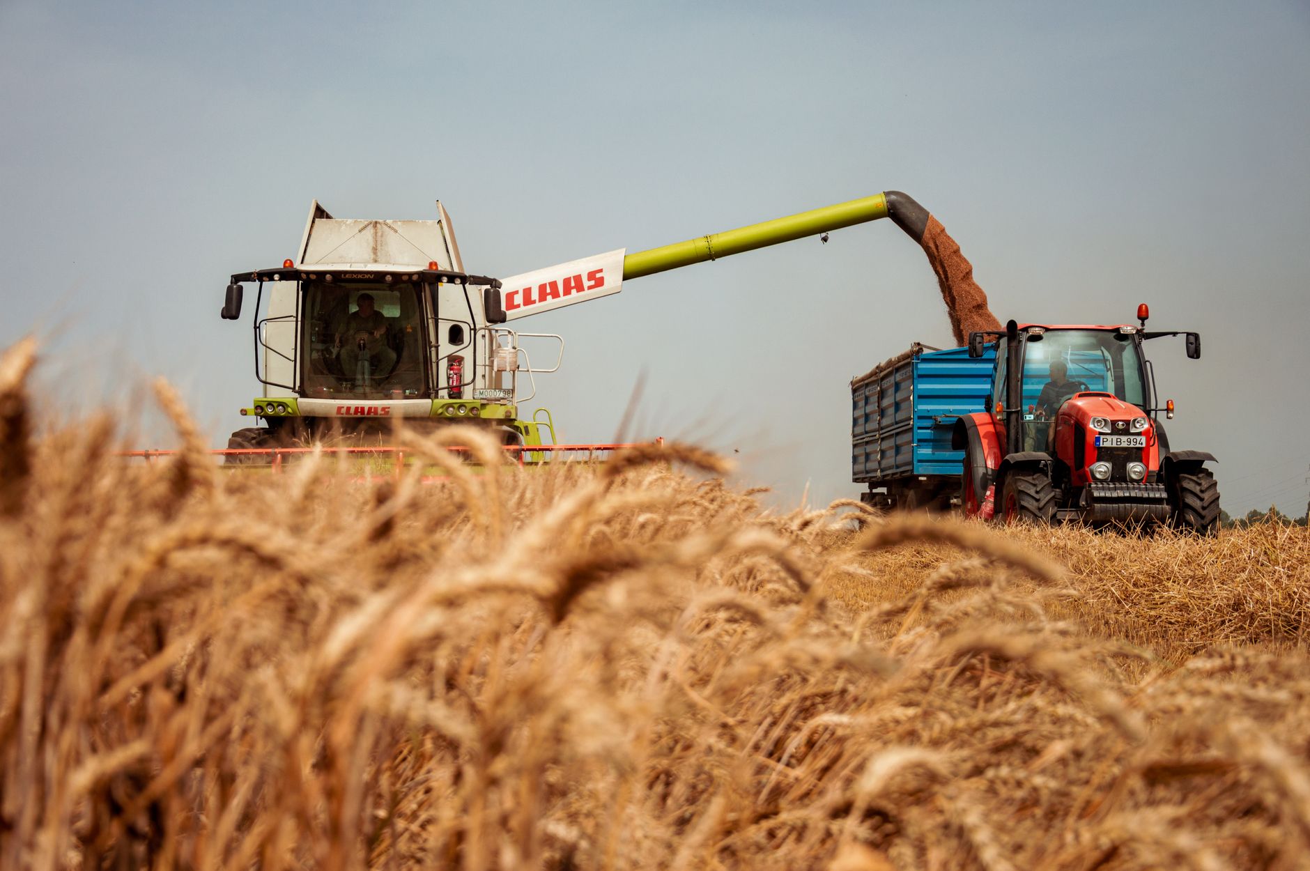 A tractor and harvester working together in a golden wheat field during harvest season.