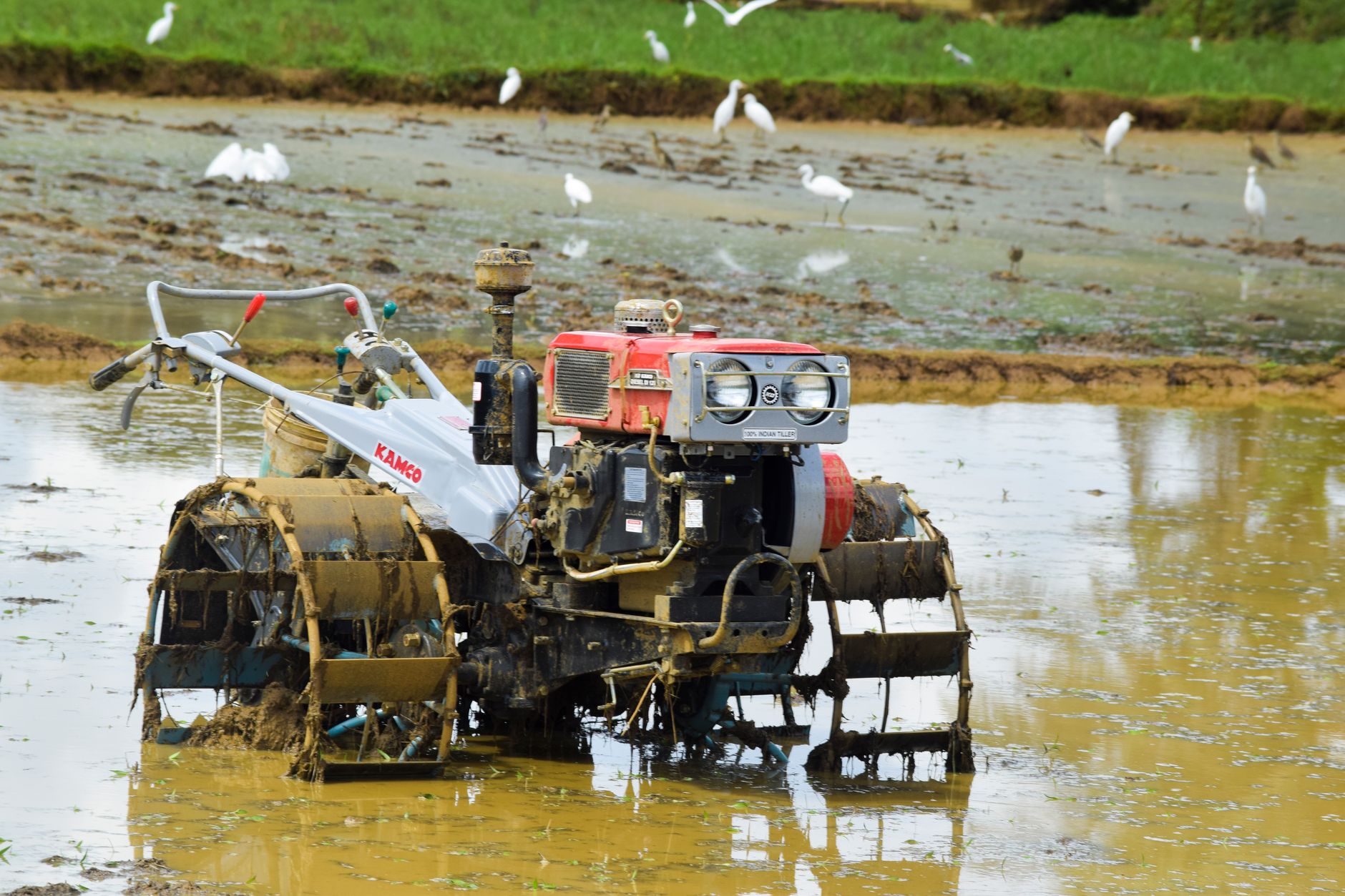 A tractor is plowing a flooded paddy field surrounded by birds, showcasing agriculture in action.