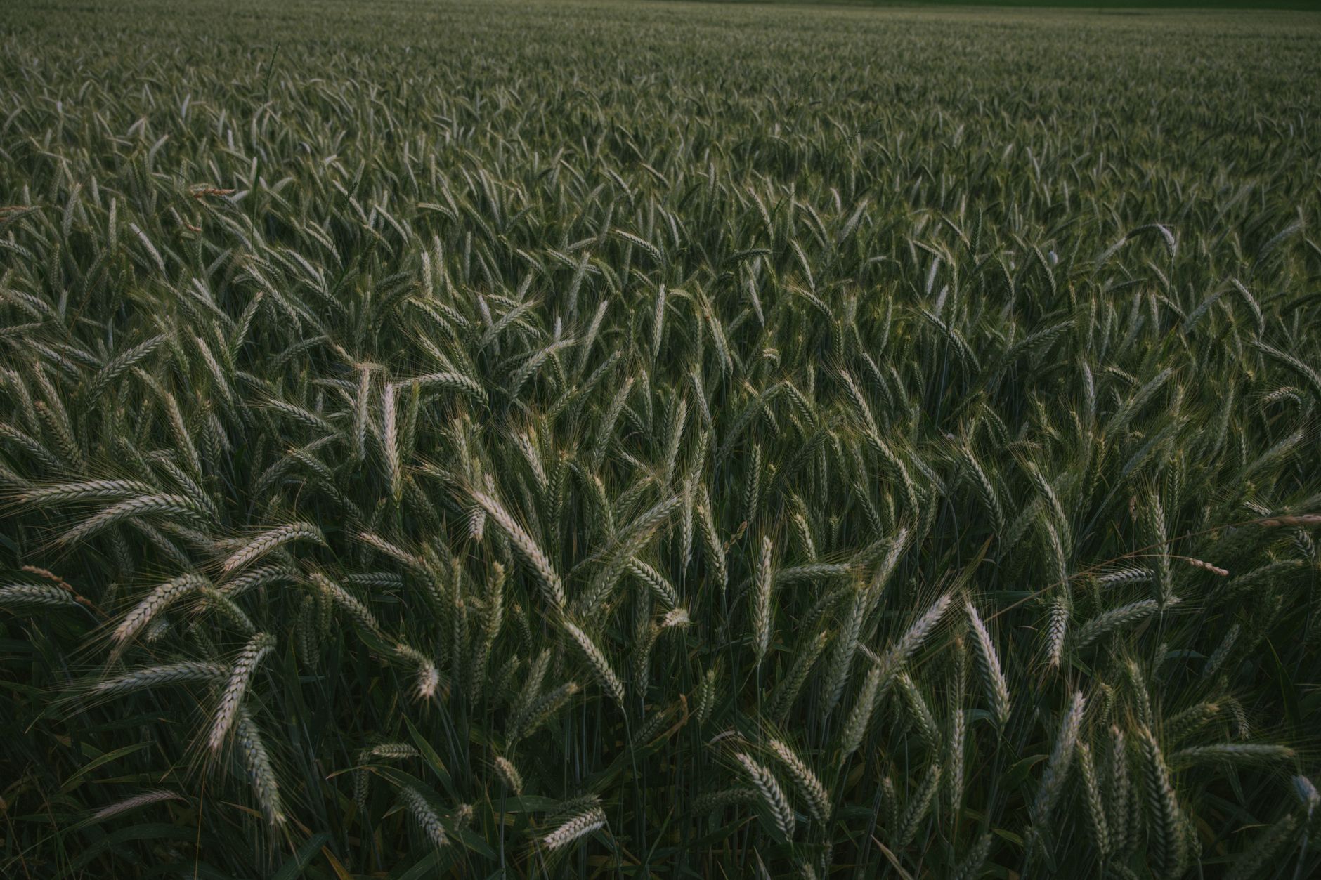 A tranquil scene of a lush green wheat field swaying under soft daylight, showcasing nature's beauty.