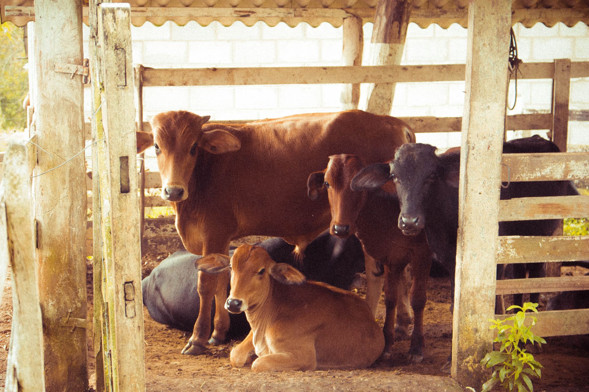 A group of Brahman cattle resting peacefully inside a rustic barn in Itinga, Brazil.