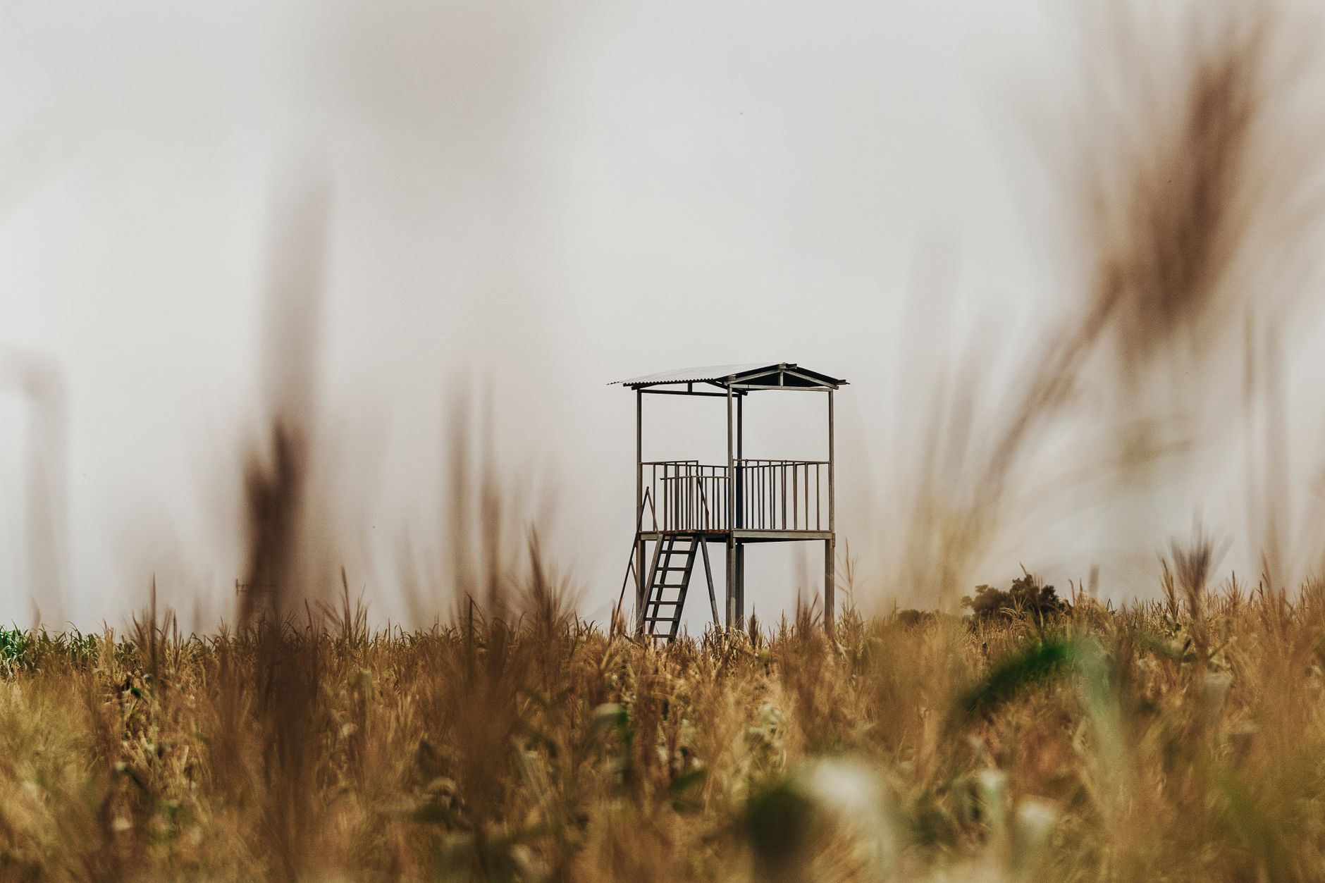 A minimalist landscape of a cornfield with an observation tower under a cloudy sky in El Salvador.
