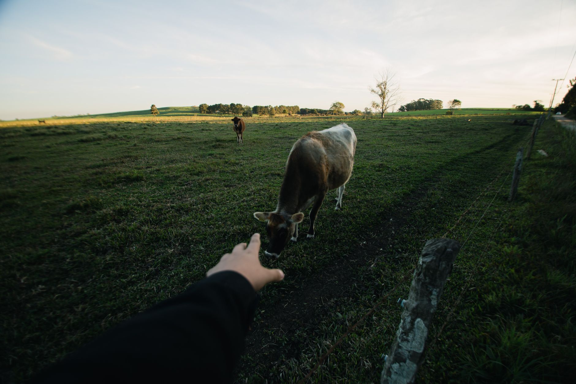 Hand reaching towards cow in a picturesque farm field during sunset, capturing serene rural life.
