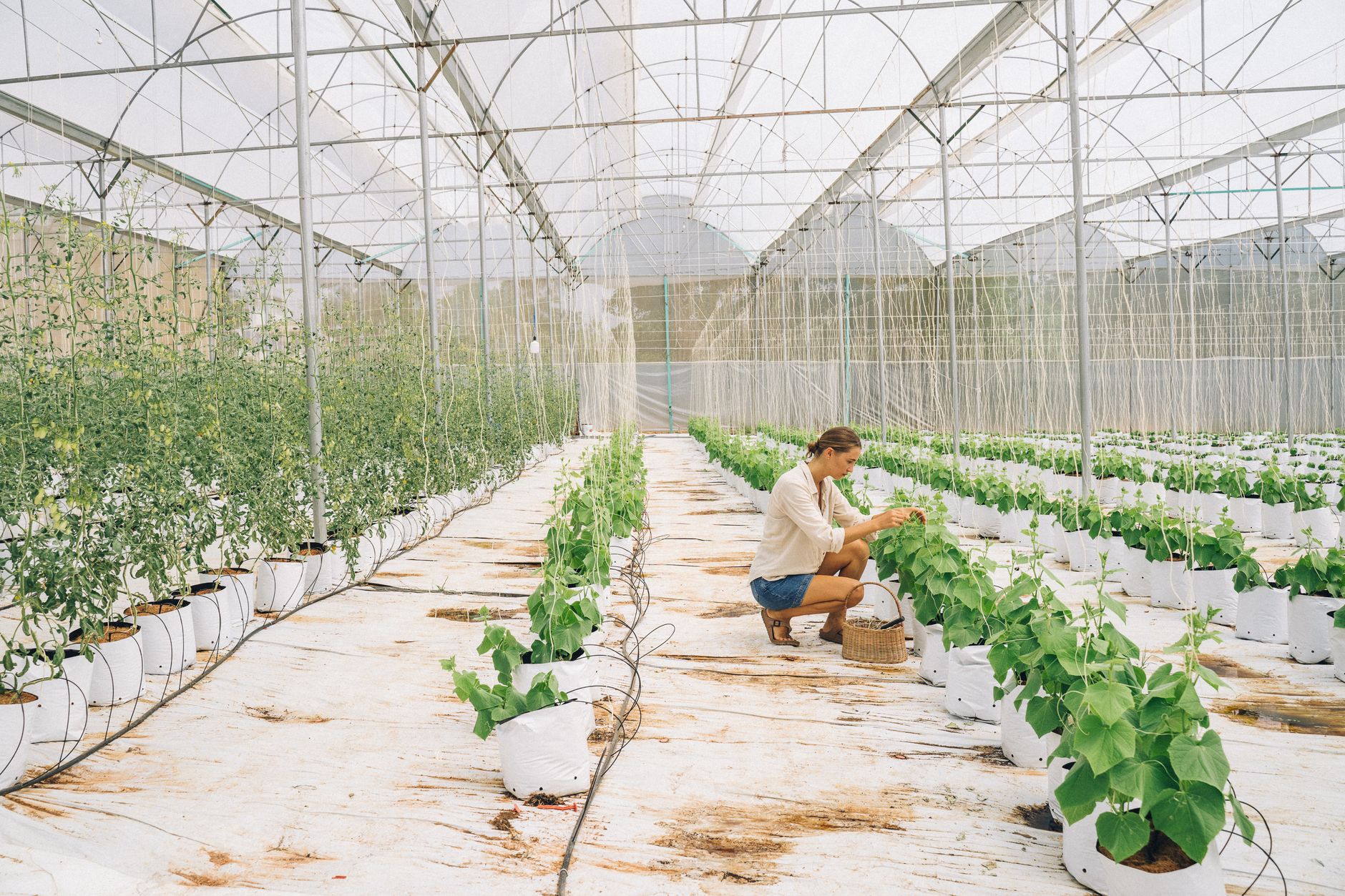 A young woman tends to plants in a sunny greenhouse, highlighting sustainable indoor farming.