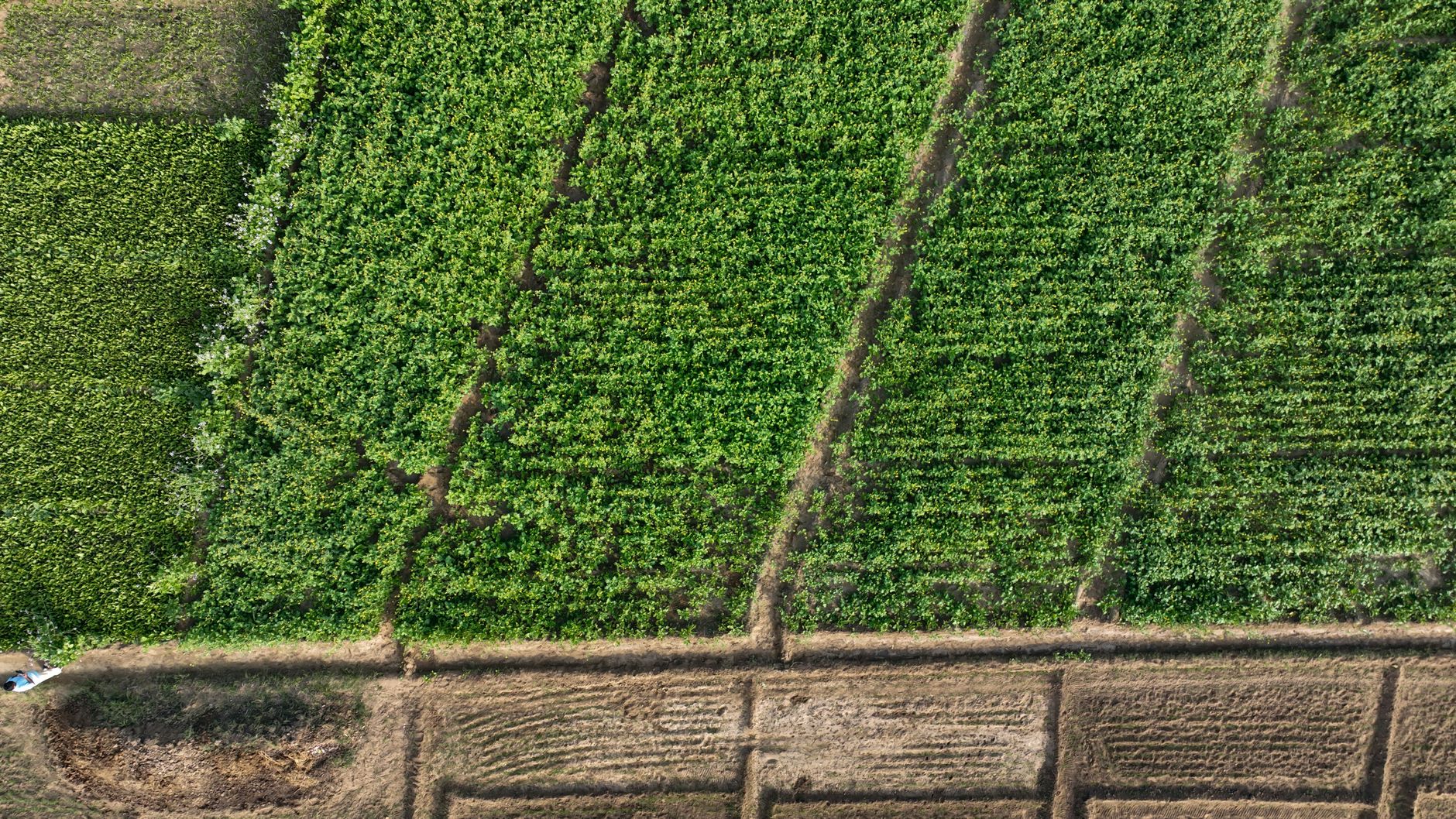 Aerial shot of vibrant green agricultural fields segmented by paths.