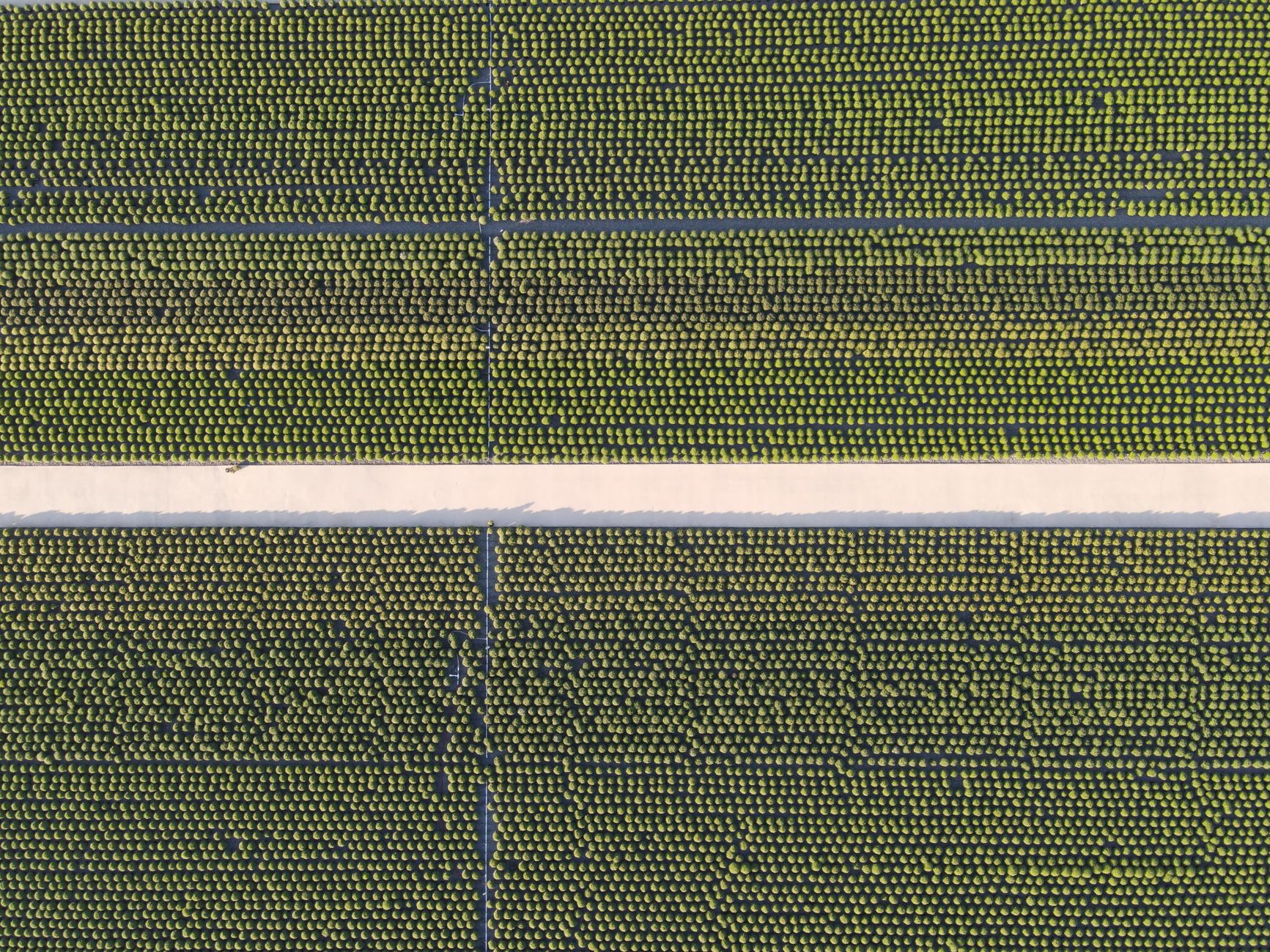 Top-down aerial view of orderly agricultural fields in Virginia showcasing precision farming techniques.