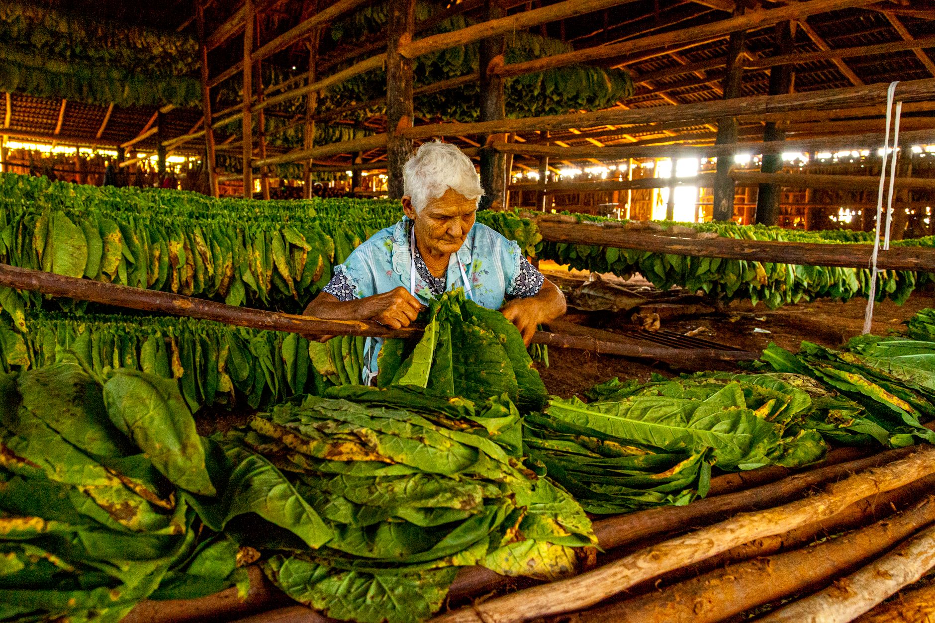 An elderly woman sorts fresh tobacco leaves inside a barn in Viñales, Cuba, capturing traditional farming techniques.