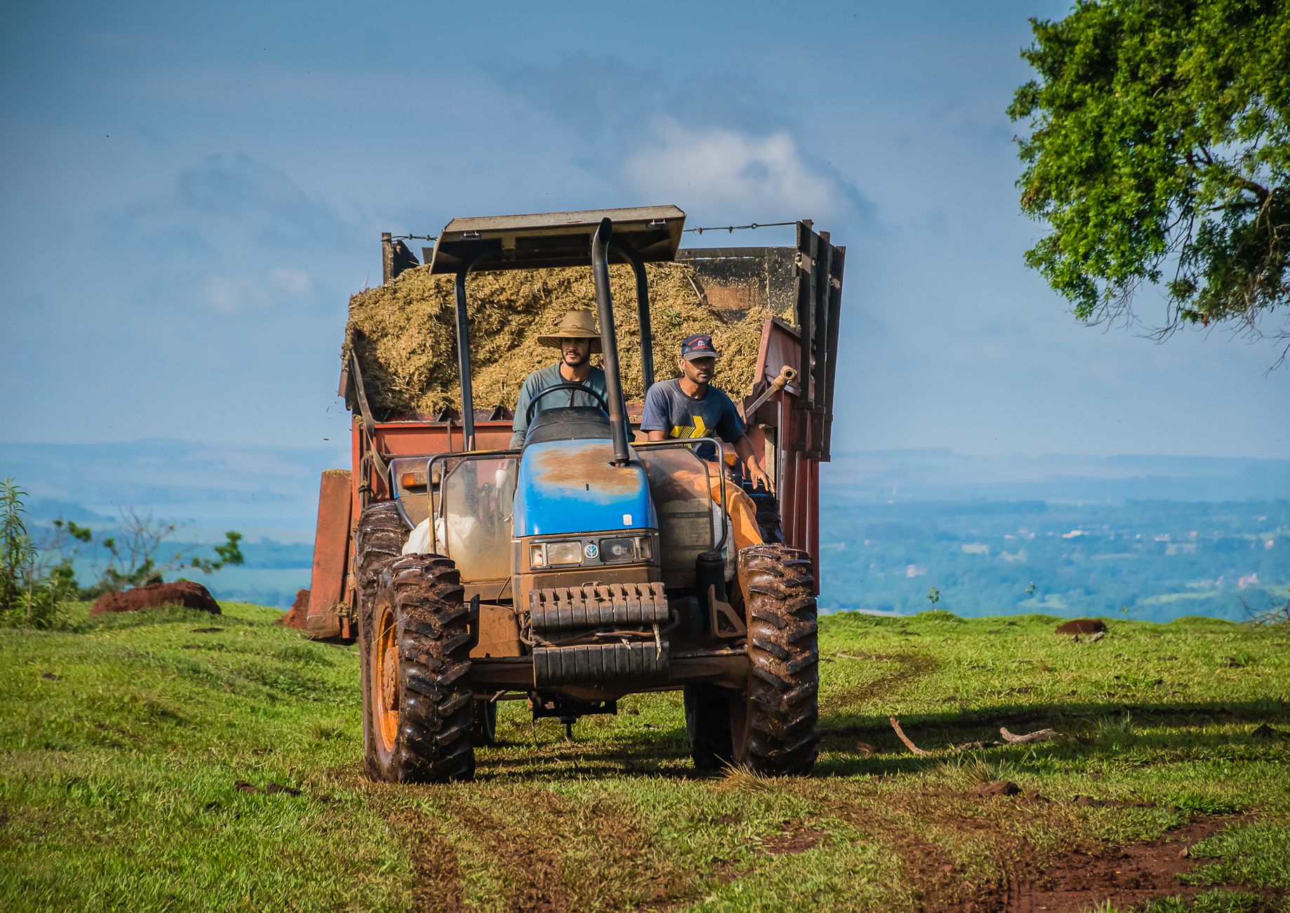 Two farmers drive a tractor carrying hay in a rural field under a clear blue sky in Avaré, Brazil.