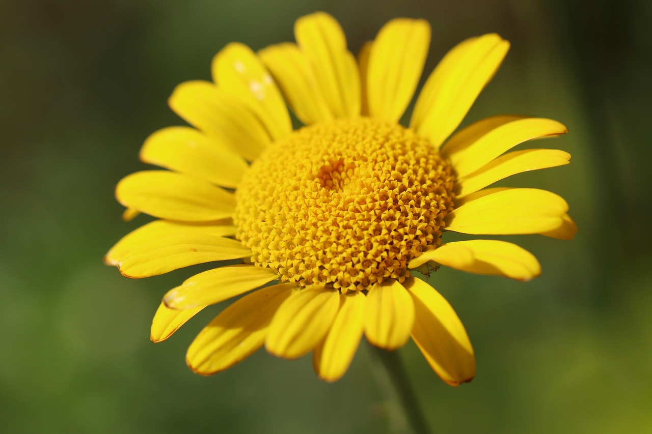 flowers, flower background, flower wallpaper, cota, cota tinctoria anthemis tinctoria, nature, dyer hundskamille, beautiful flowers, dye plant, blossom, bloom, yellow, petals, pointed flower, golden yellow, composites