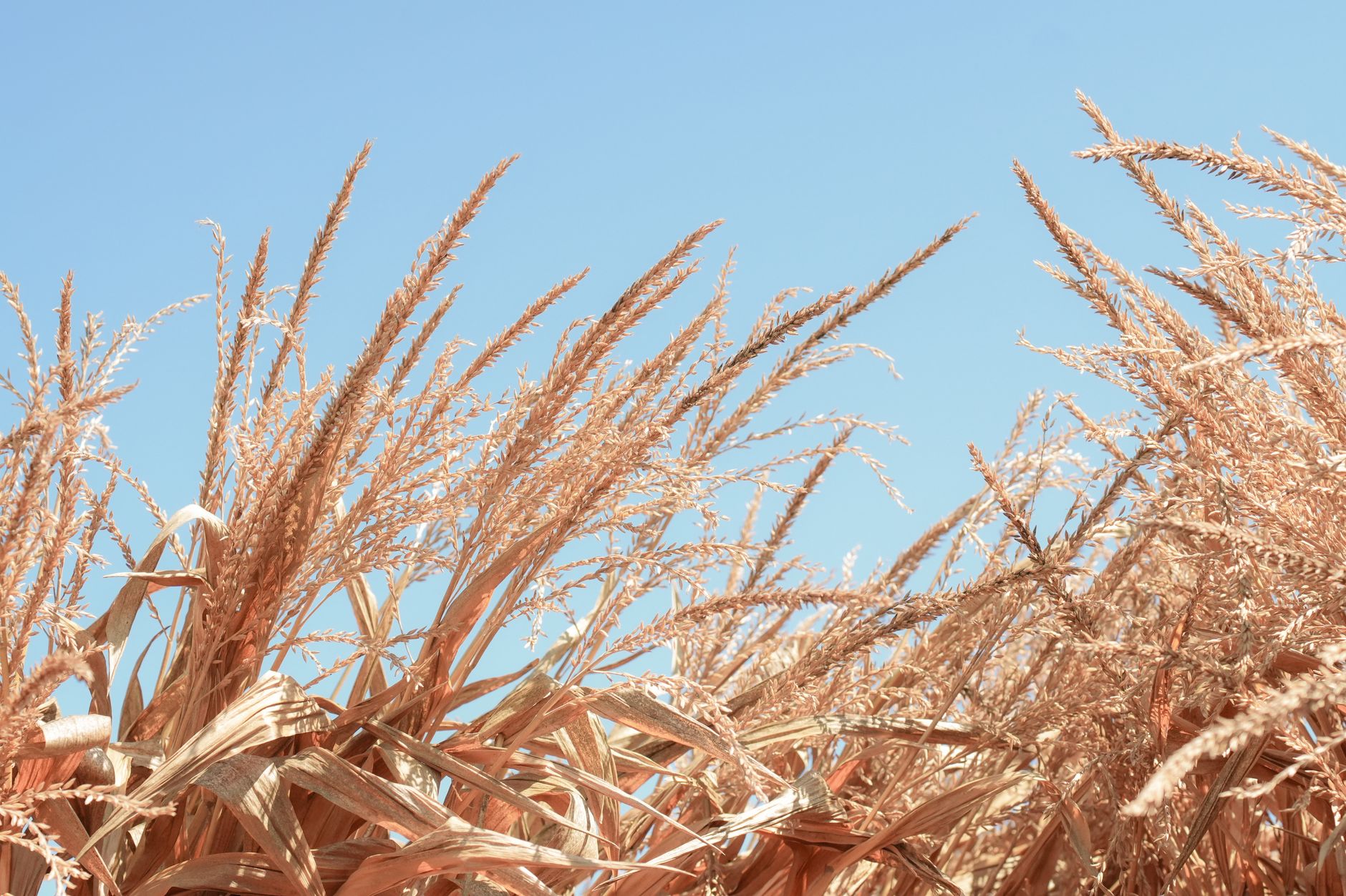 Vibrant cornfield with golden stalks reaching towards a clear blue sky, showcasing late summer abundance.