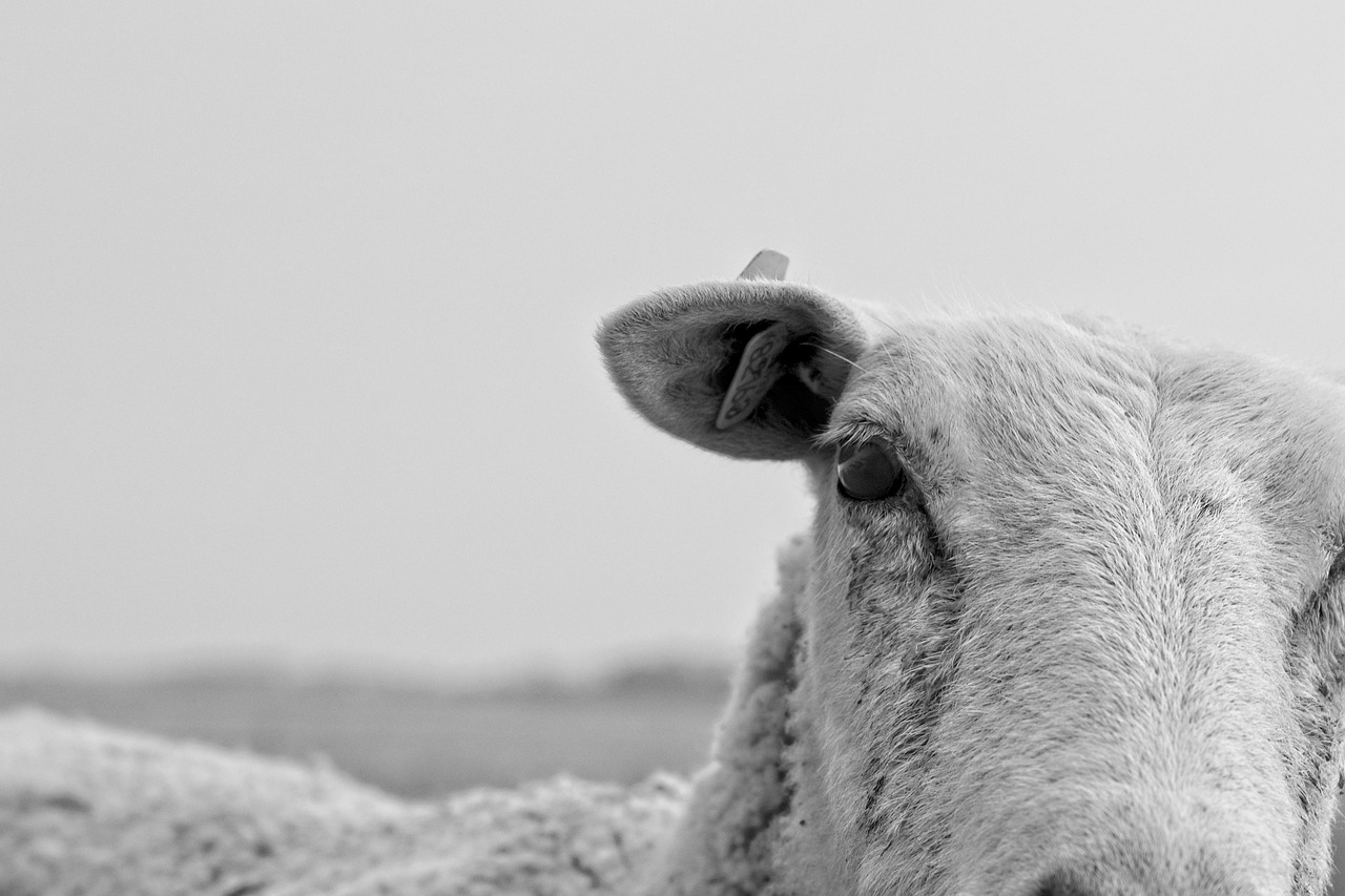 sheep, cattle, nature, wool, close up, portrait, sheep, sheep, sheep, sheep, sheep