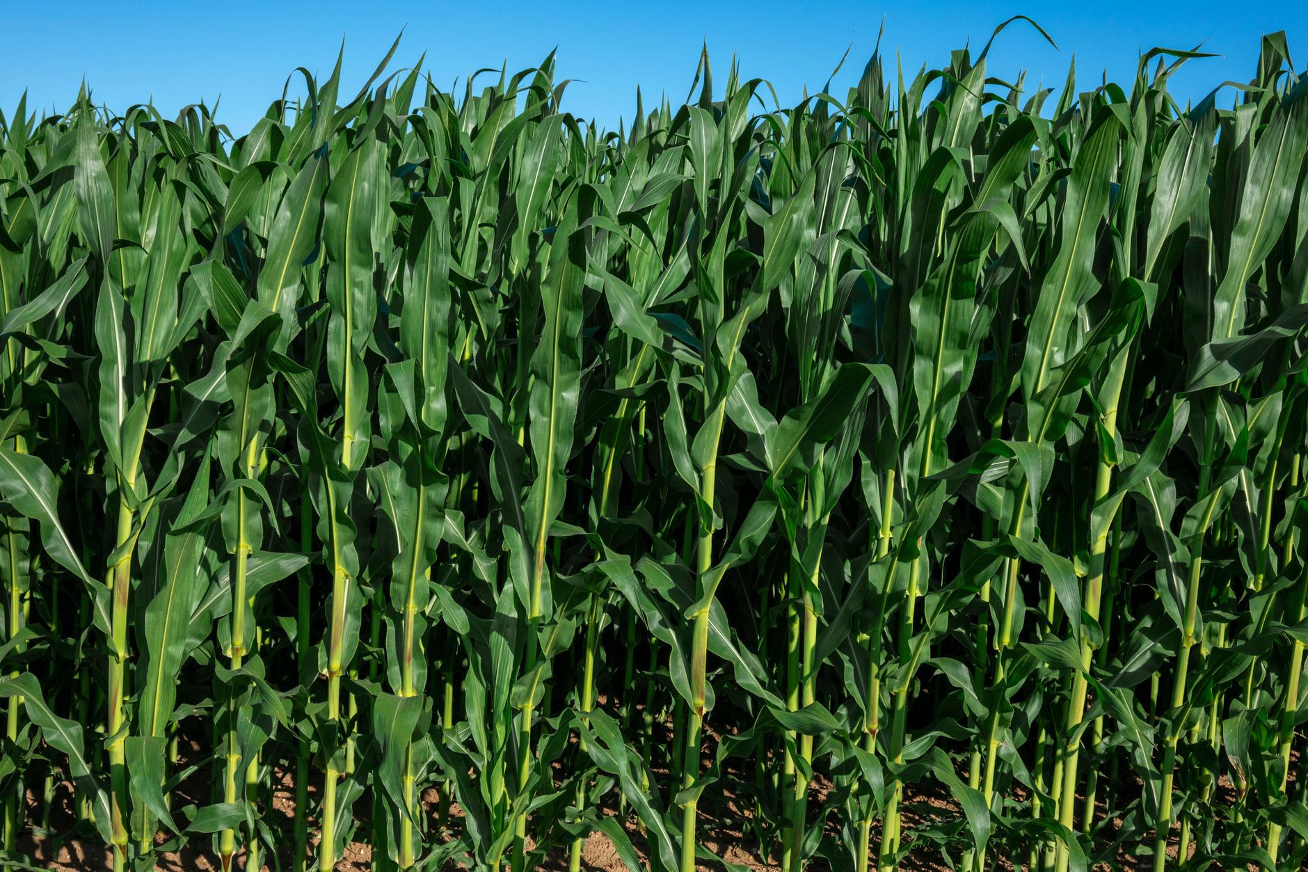 Vibrant green cornfield stretching under a clear blue sky in rural France, showcasing agricultural beauty.