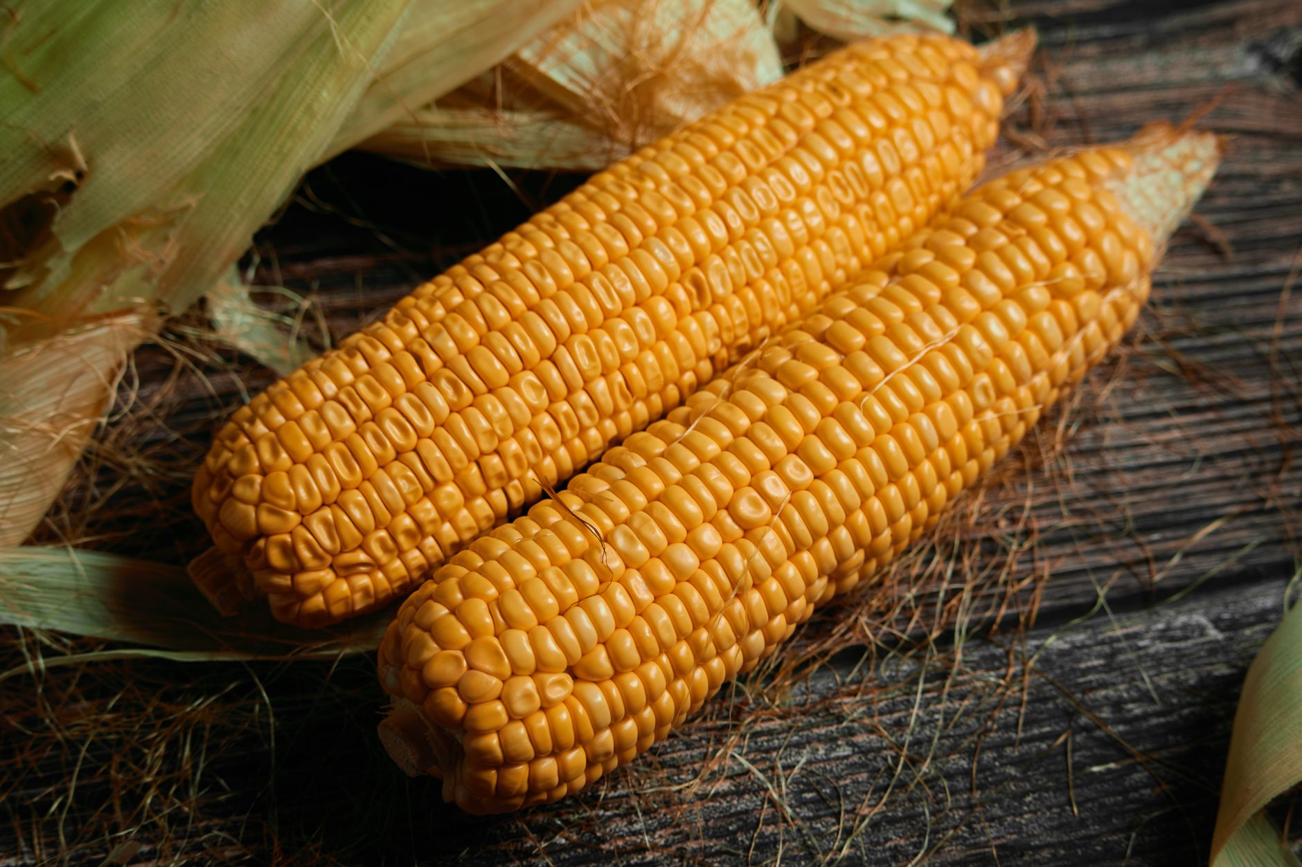 Close-up of fresh corn cobs placed on a rustic wooden surface with husks.