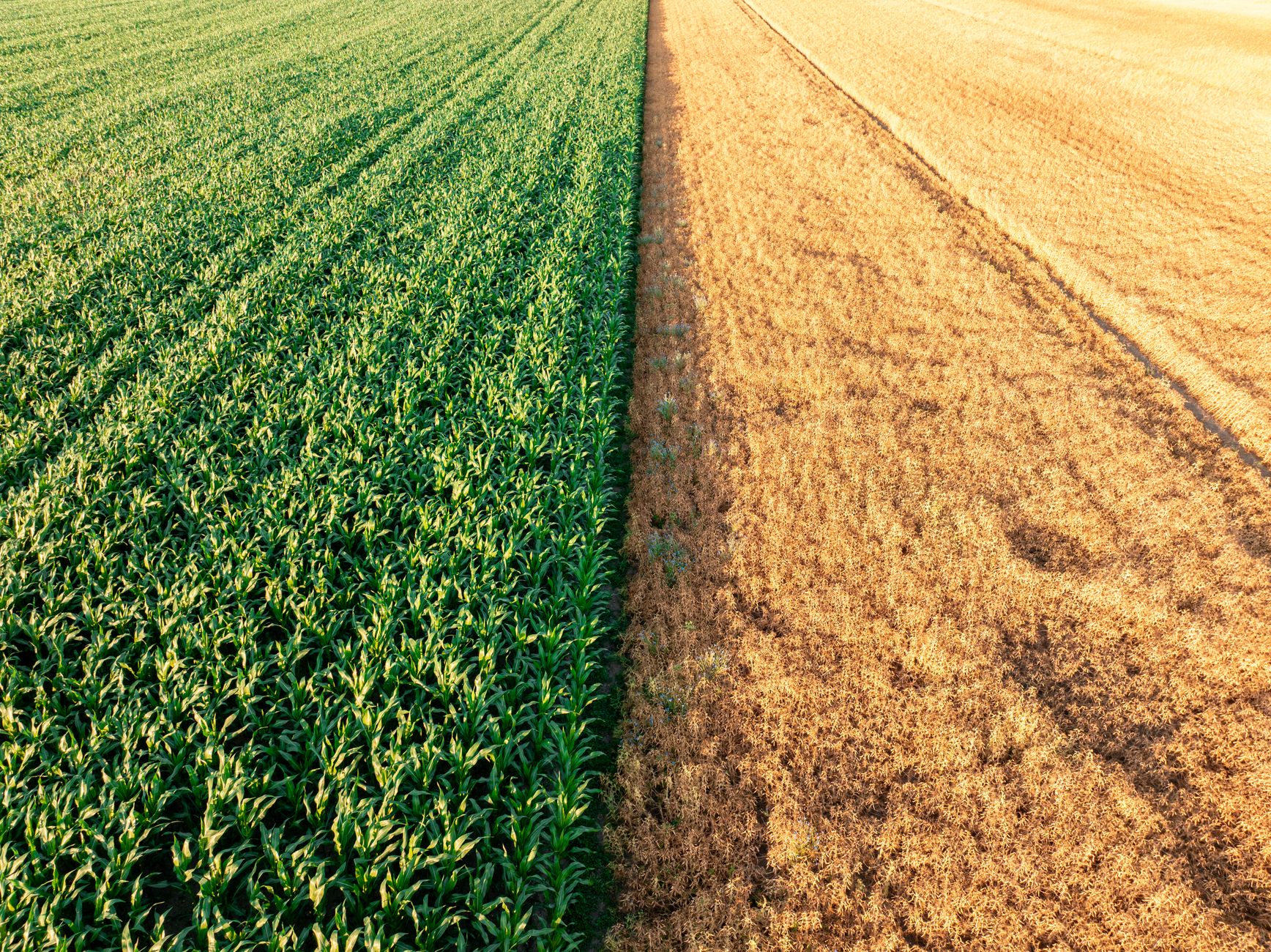 Contrast of lush green and dry brown fields in Königslutter, Germany. A stunning display of agricultural diversity.