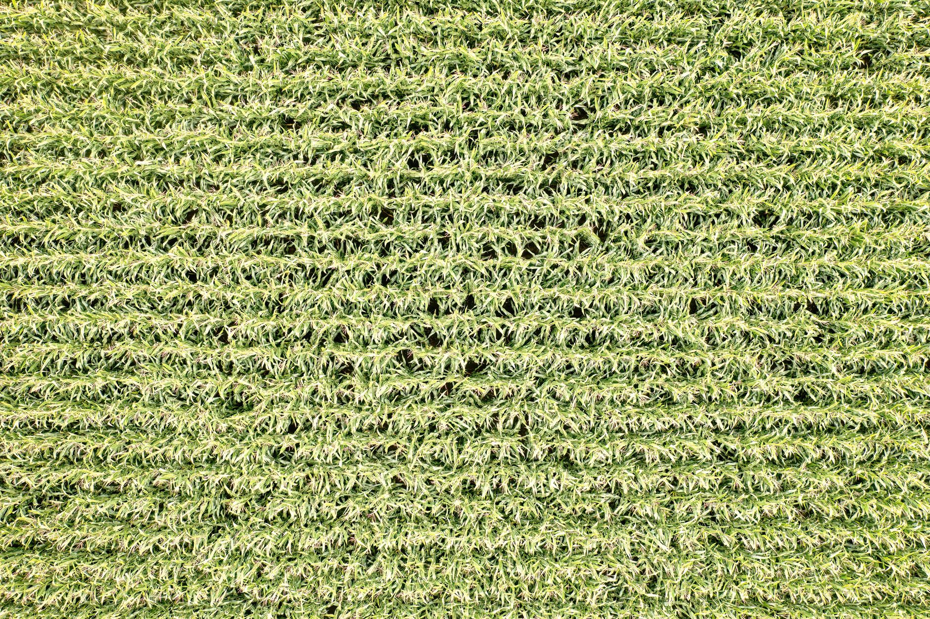 Amazing aerial view of a vast cornfield in Elgin, Minnesota, showcasing agricultural beauty.