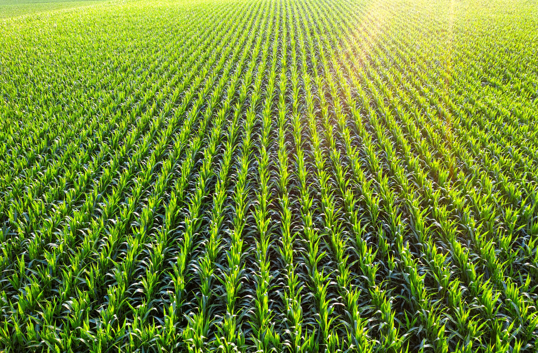 Vibrant aerial view of a cornfield under morning sunlight in Minnesota, showcasing lush growth.