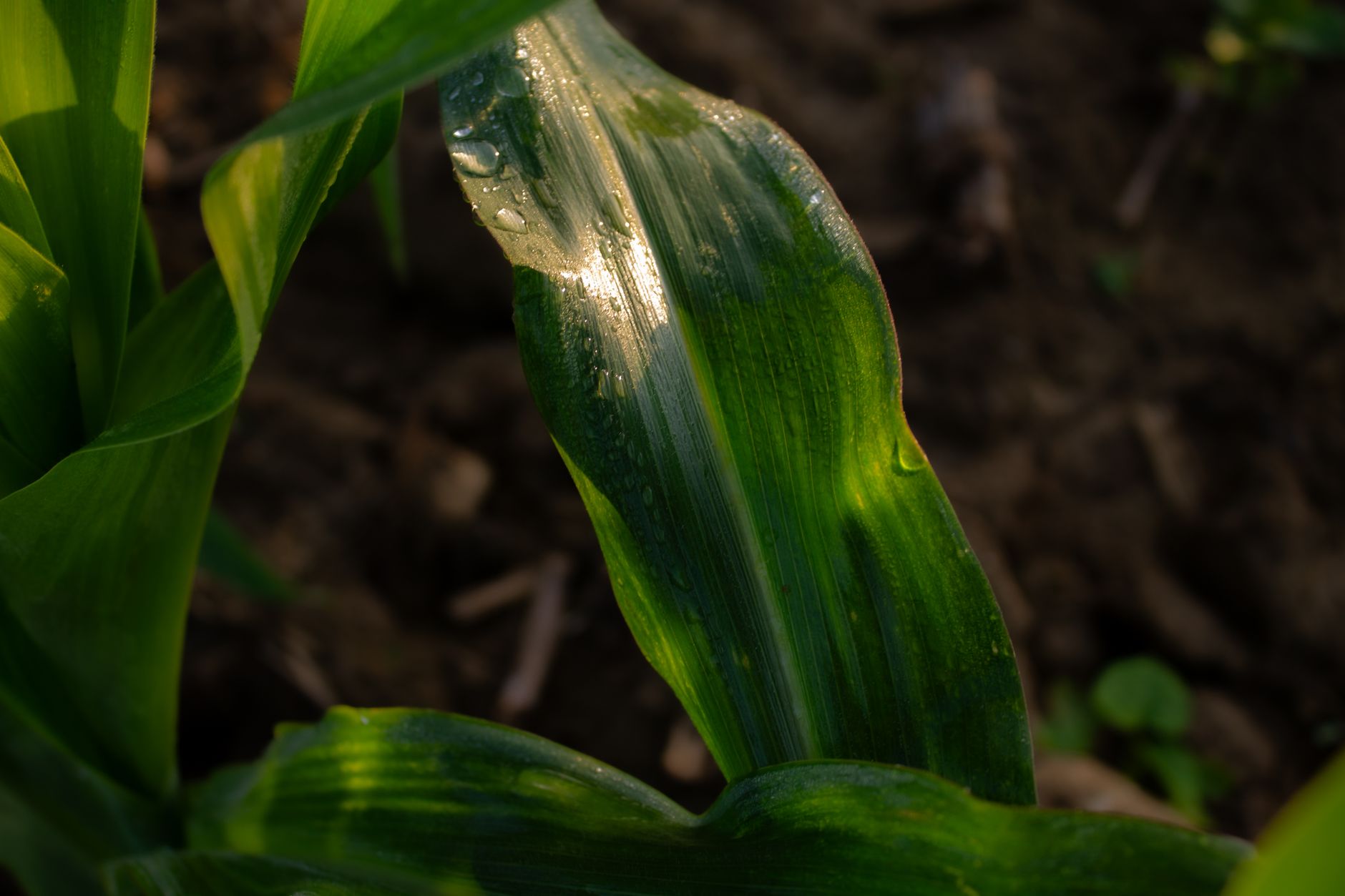 Macro shot of a corn leaf with dewdrops, illuminated by warm sunlight in an agricultural field.