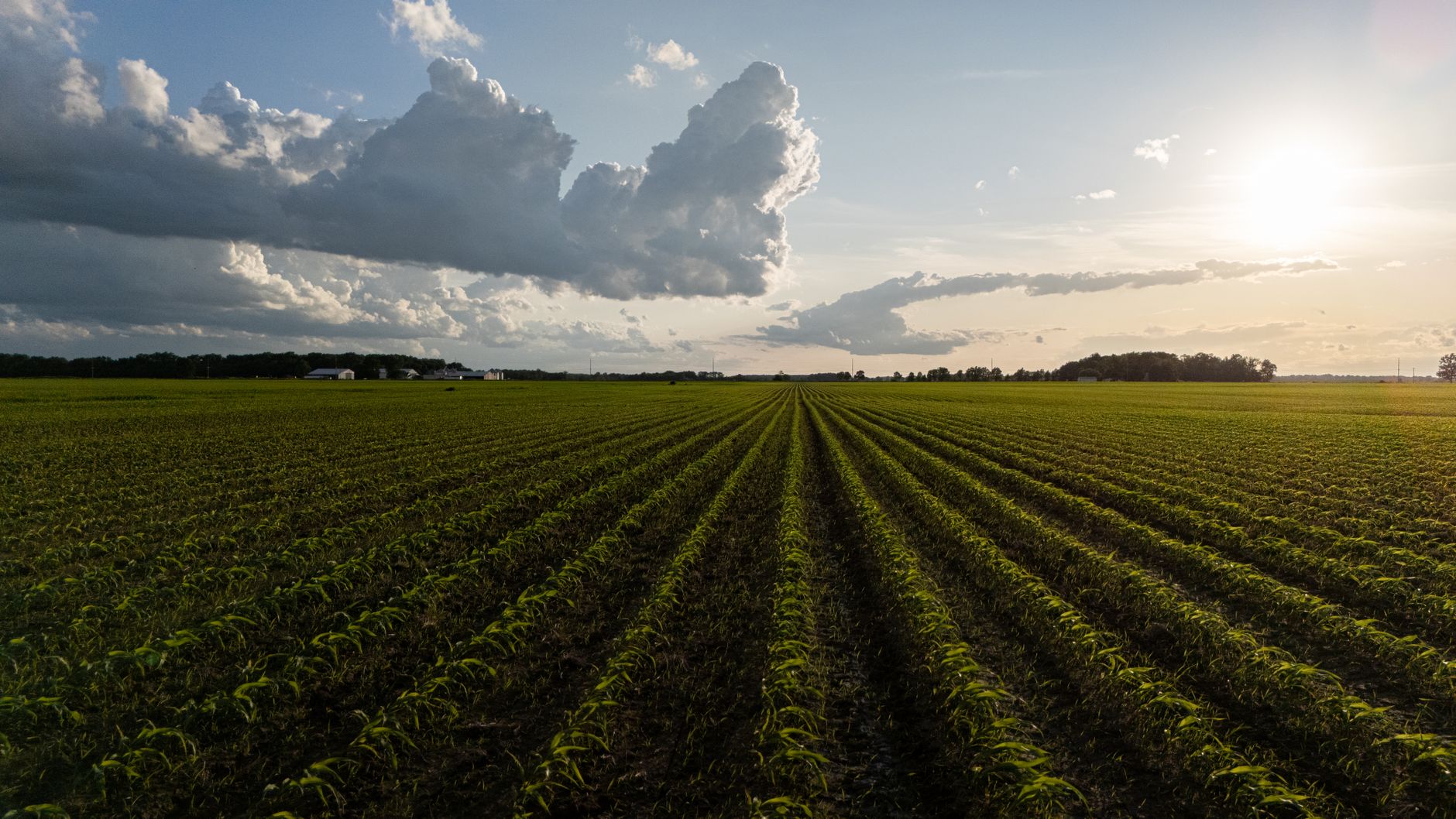 Aerial view of a lush cornfield at sunset with dramatic clouds in the sky.