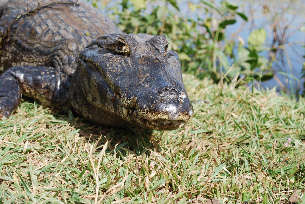 alligator, swamp, mato grosso, brazil, reptile