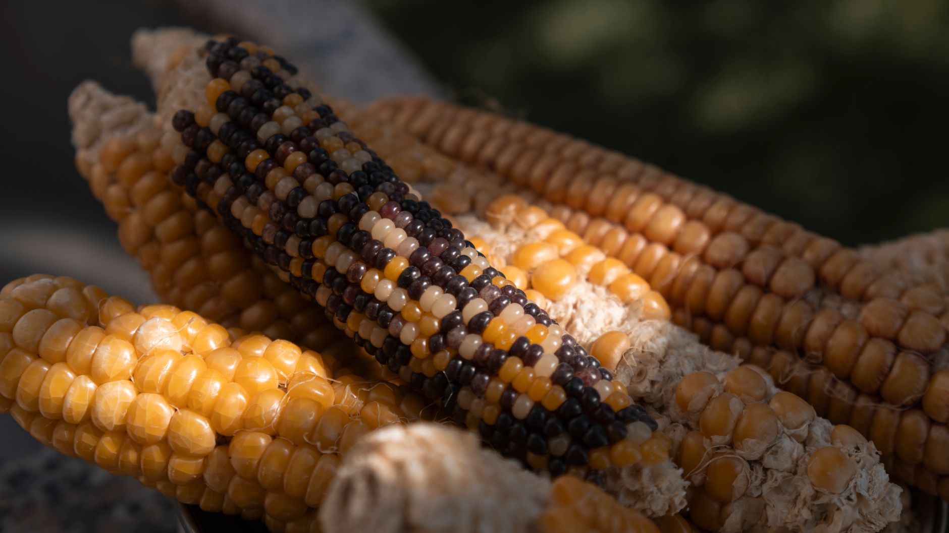 Vibrant corn cobs in Seydişehir, Türkiye, showcasing colorful textures.