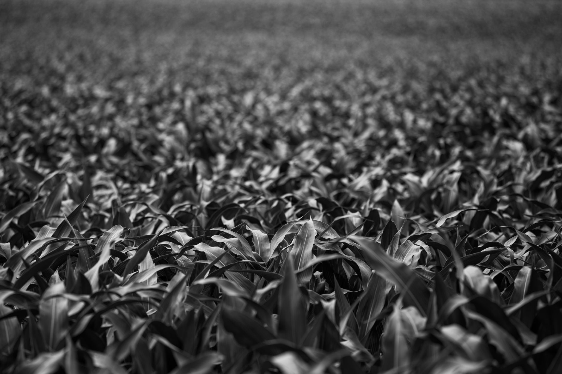 Expansive black and white image of a cornfield stretching into the distance.
