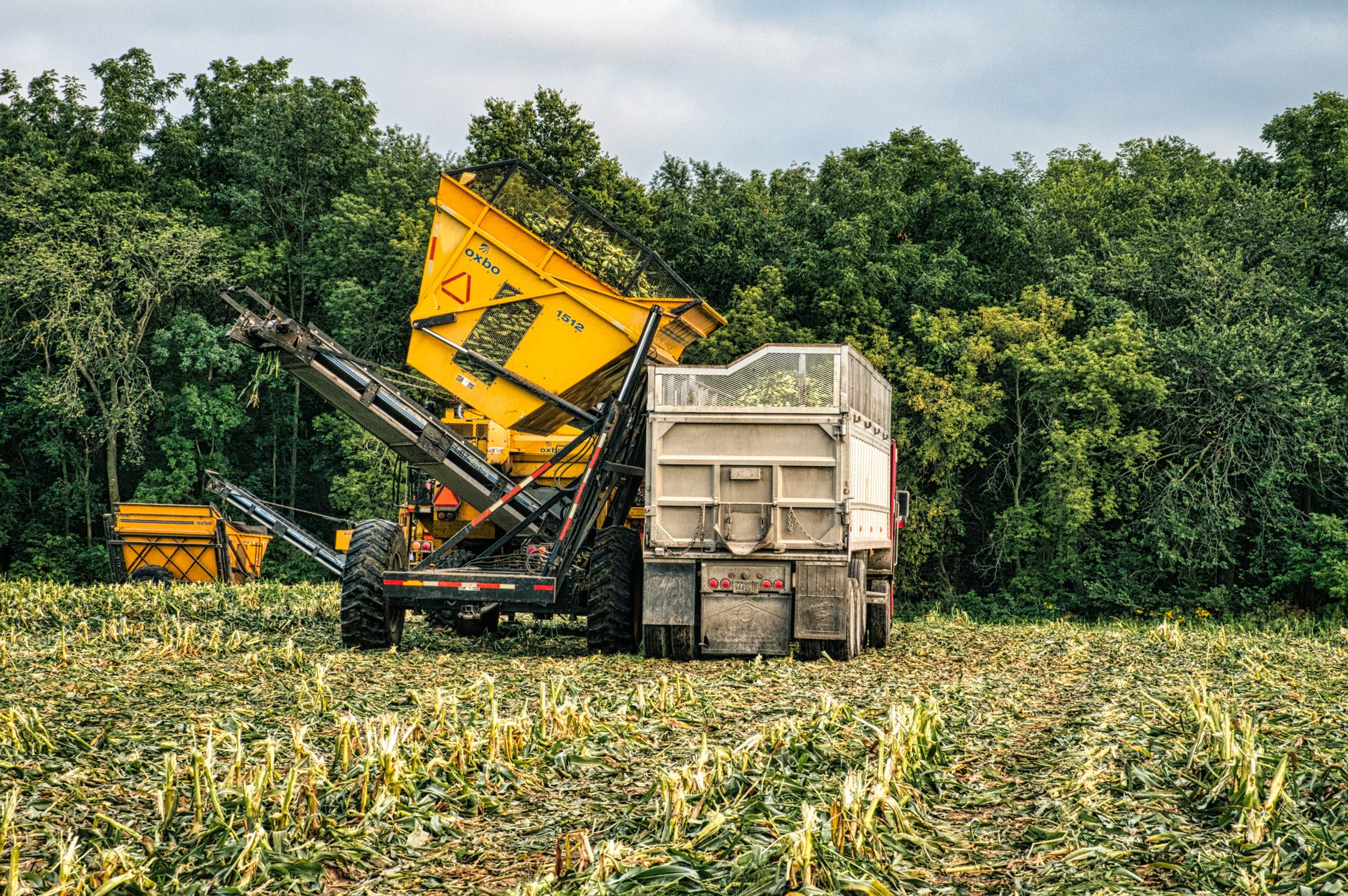 Farming machinery harvesting corn in a lush Minnesota field, showcasing modern agriculture.