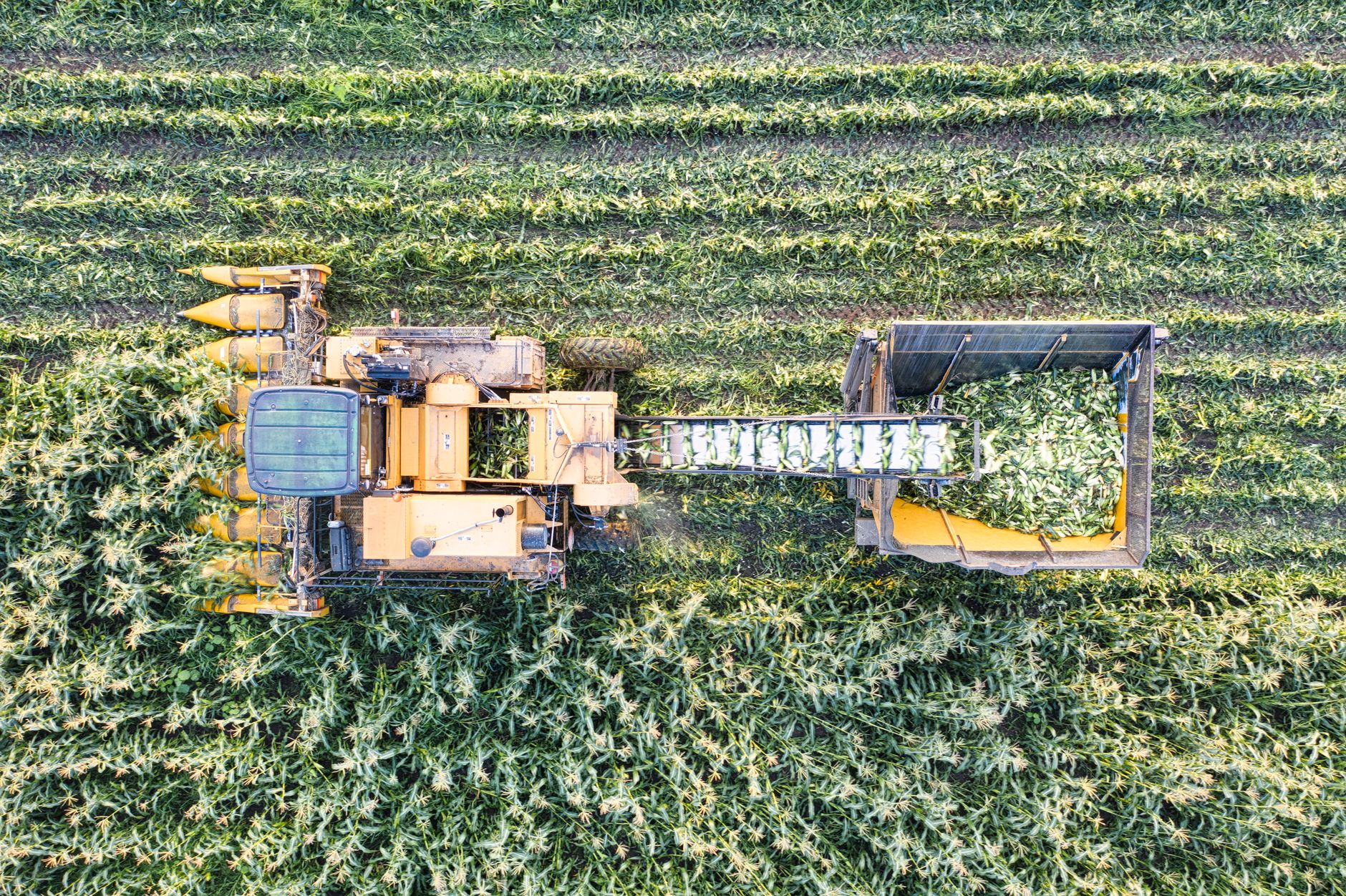 Drone shot of a corn harvester working through fields in Minnesota, USA.