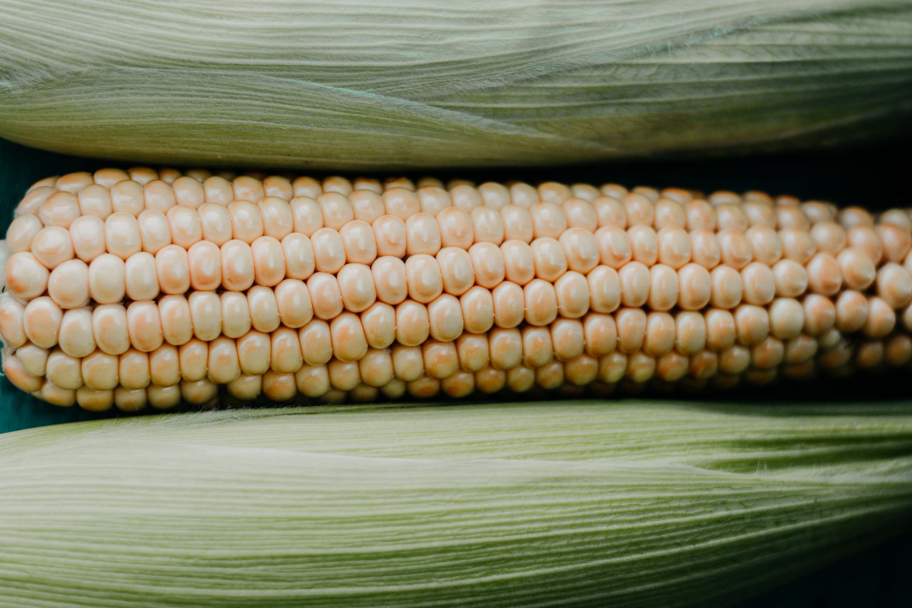 Detailed view of fresh corn with husk, ideal for agriculture and food themes.