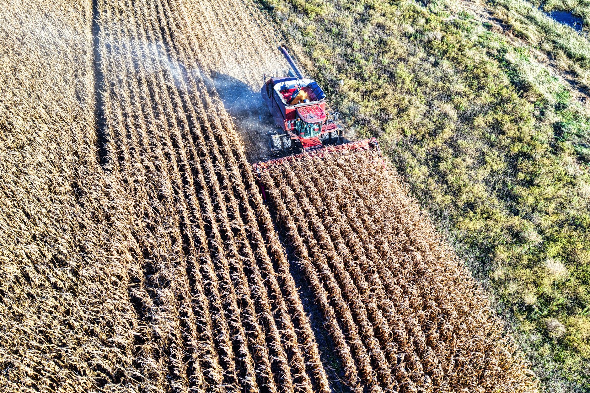 Aerial view of a red combine harvester collecting corn in Minnesota farmland.