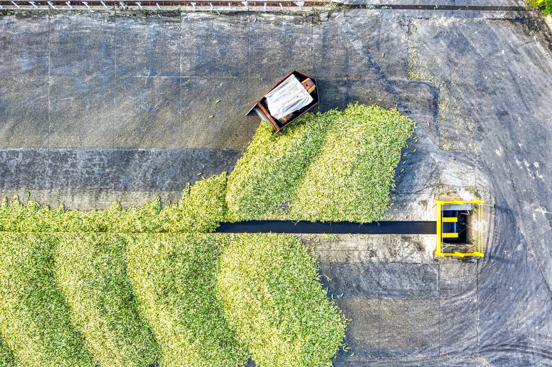 Drone shot capturing corn processing and conveyor on a farm.