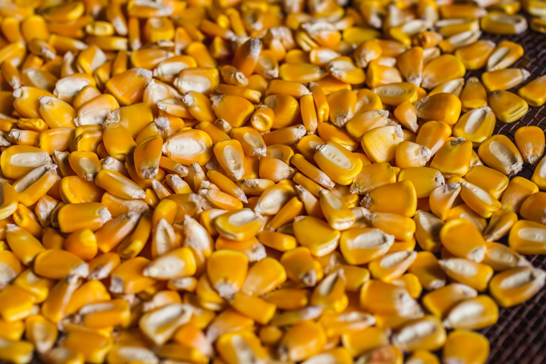 High-quality close-up of corn kernels in Junqueirópolis, Brazil.