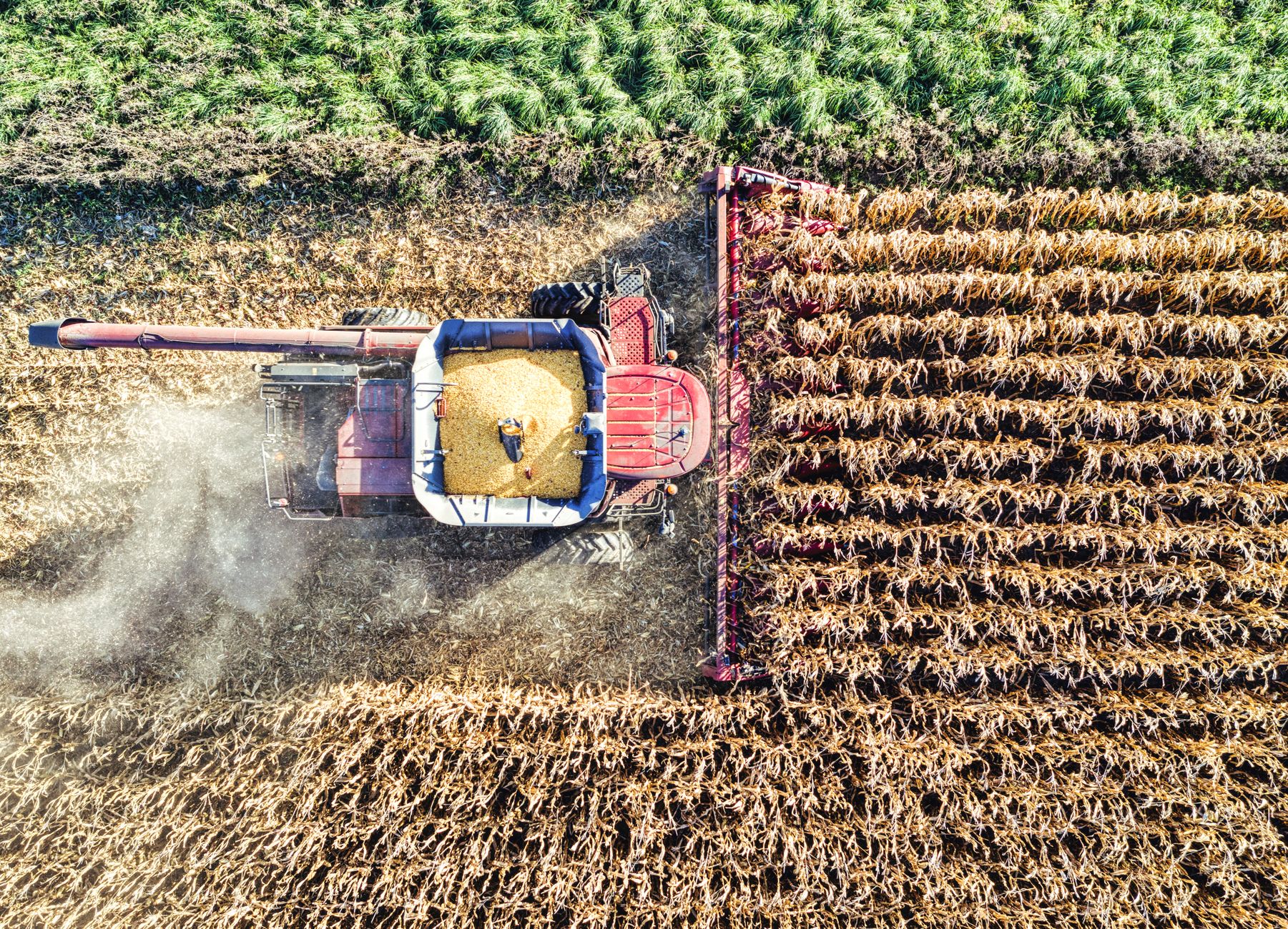 Aerial shot of a red combine harvester gathering corn in a lush field, Minnesota.