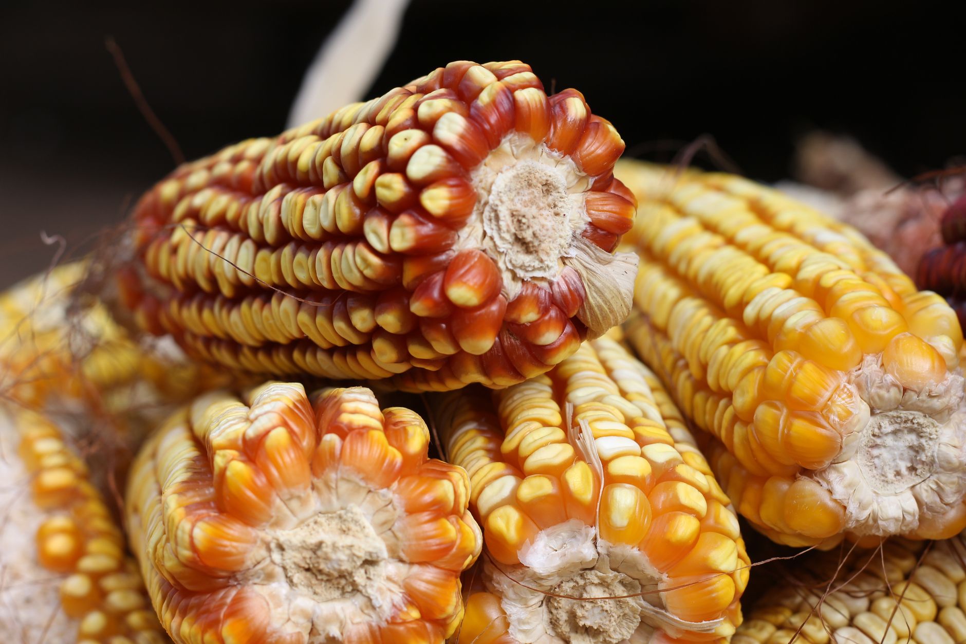 Detailed image of colorful maize cobs showcasing vibrant red and yellow kernels in an outdoor setting.