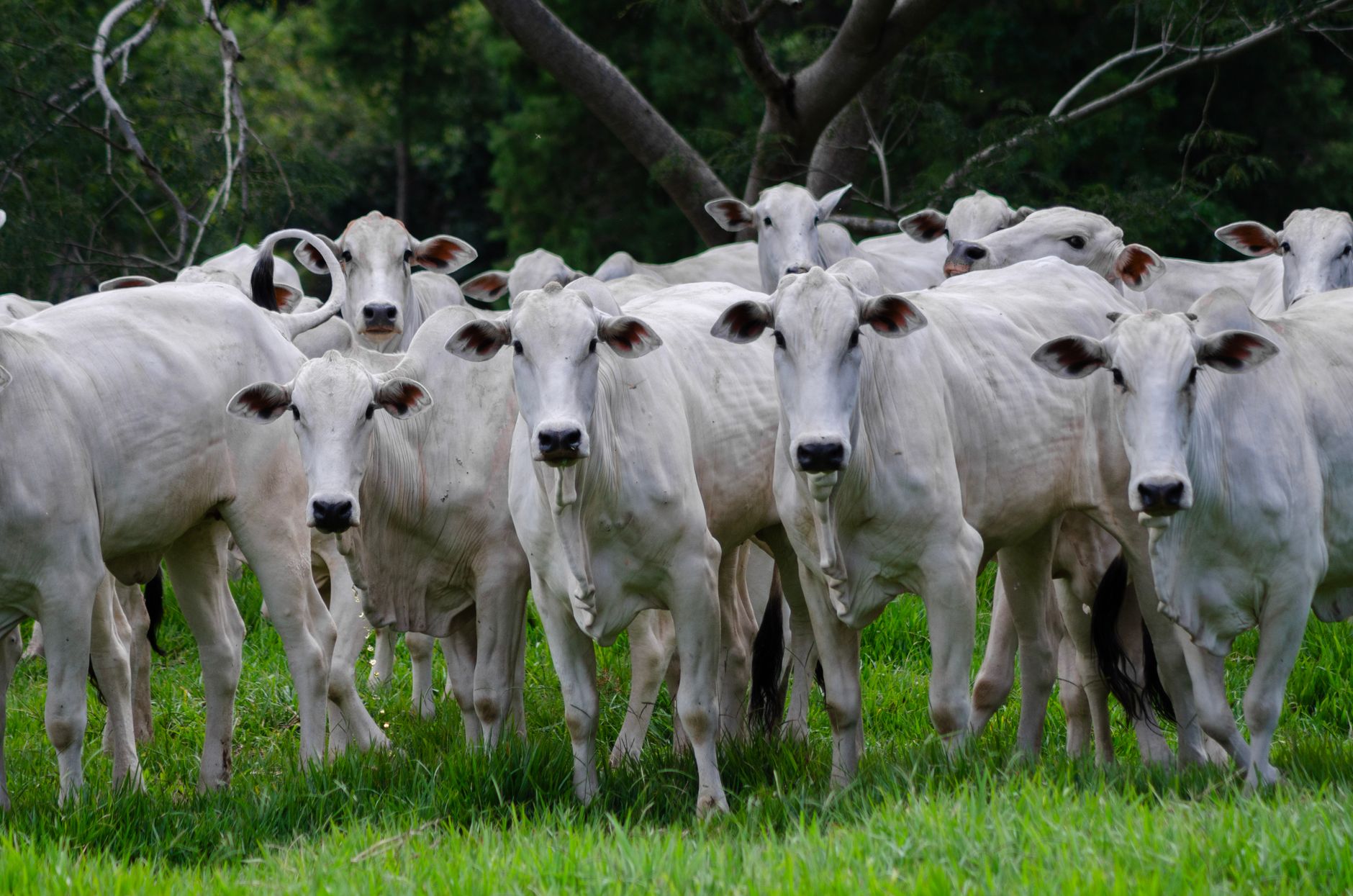A group of white cattle grazing in a lush green field in Porto Feliz, São Paulo, Brazil.