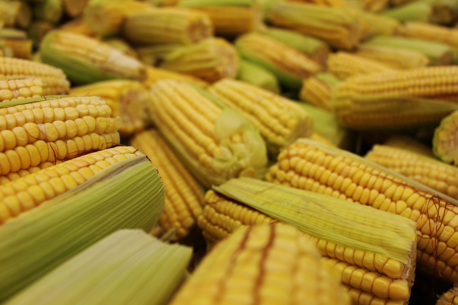 A close-up view of multiple fresh corn cobs in their husks, showcasing a bountiful harvest.